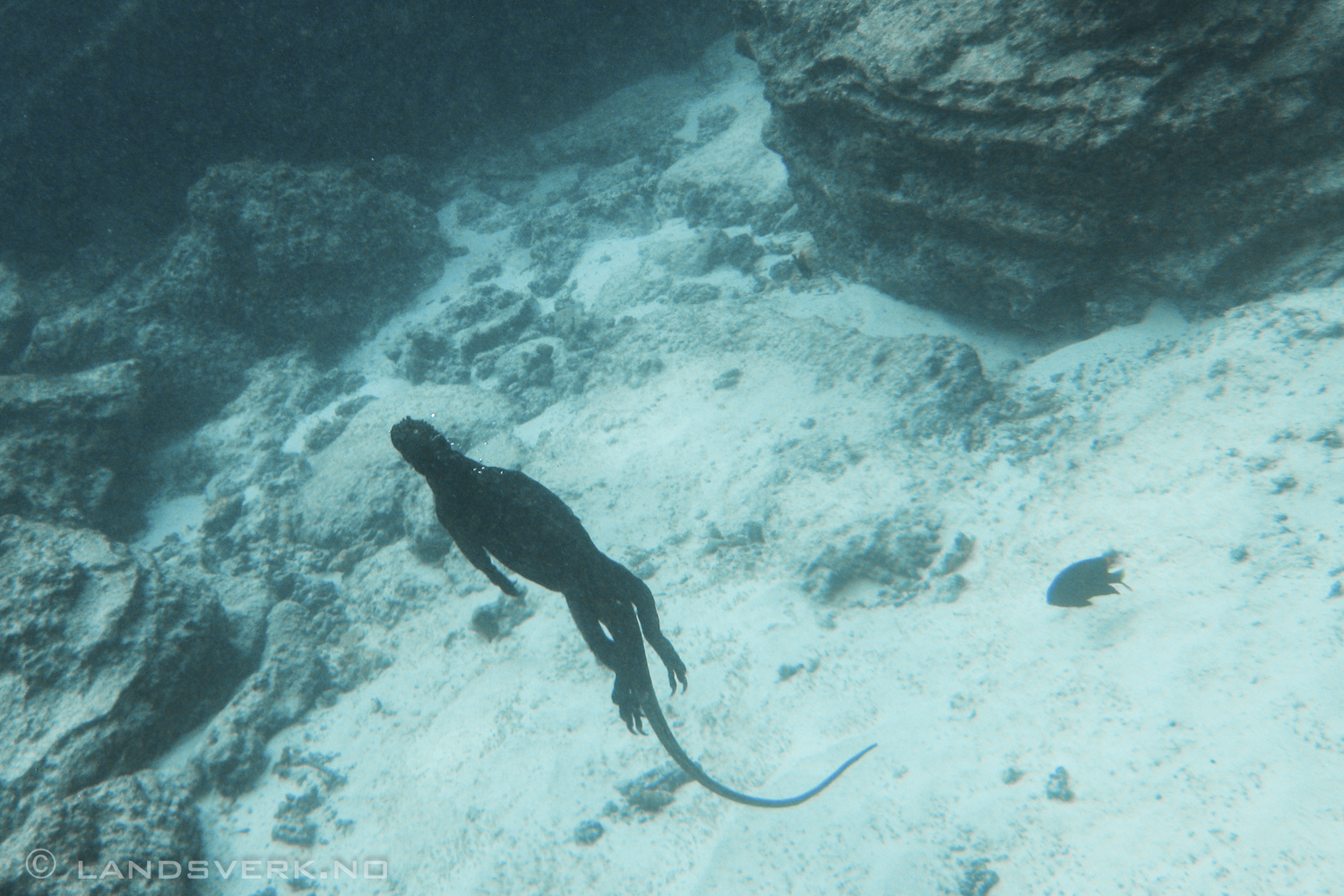 Marine Iguana, Sombrero Chino, Galapagos. Actually didn't know they could dive, but they we're extremely fast underwater swimmers. 

(Canon IXUS 970IS / DiCaPac WP-310)