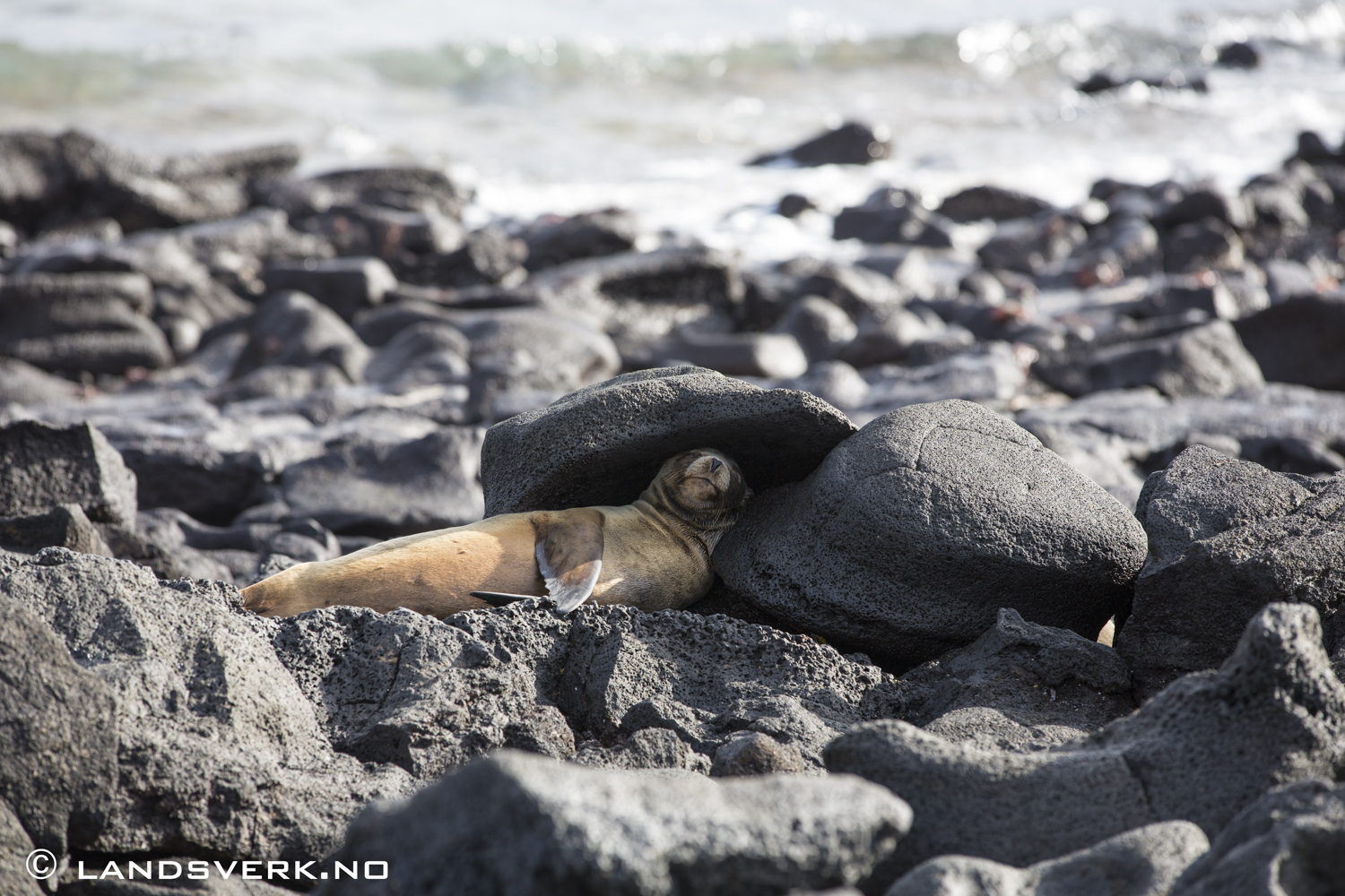 ZZZ. Wild Sea Lion, Sombrero Chino, Galapagos. 

(Canon EOS 5D Mark III / Canon EF 70-200mm f/2.8 L IS II USM)