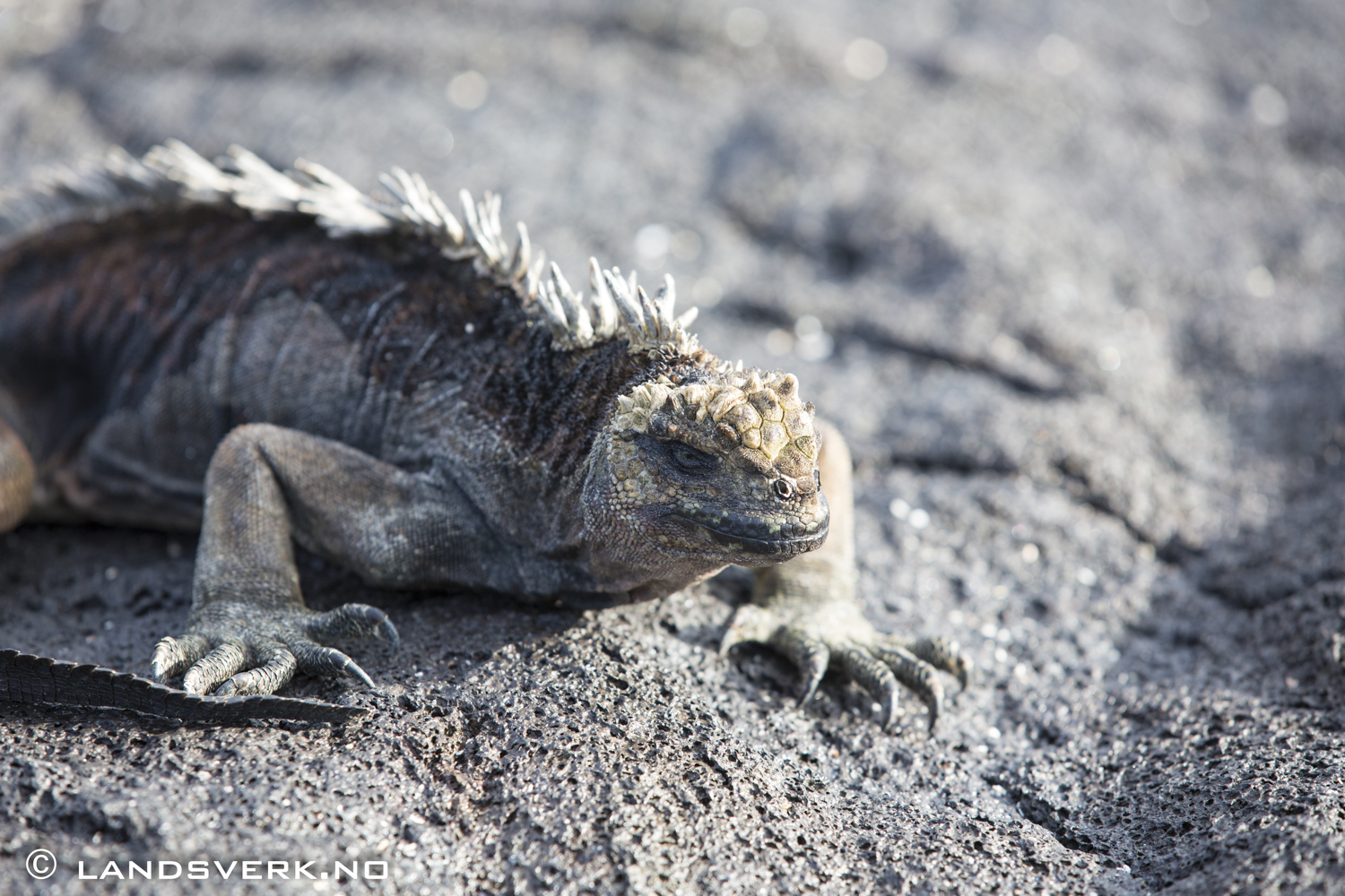 Wild marine iguana. Sombrero Chino, Galapagos. 

(Canon EOS 5D Mark III / Canon EF 70-200mm f/2.8 L IS II USM)
