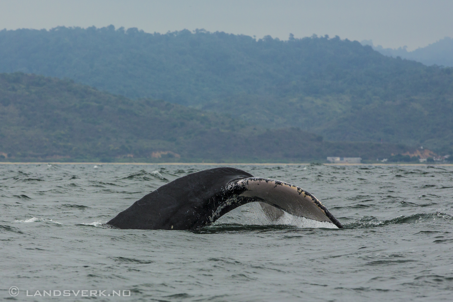 Whale! But didn't get it to jump. Puerto Lopez, Ecuador. 

(Canon EOS 5D Mark III / Canon EF 70-200mm f/2.8 L IS II USM)