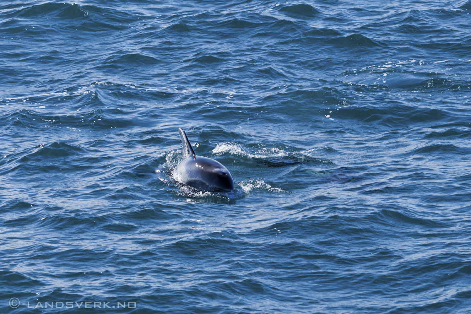 Wild white-beaked dolphin. 

(Canon EOS 5D Mark II / Canon EF 70-200mm f/2.8 L IS II USM)