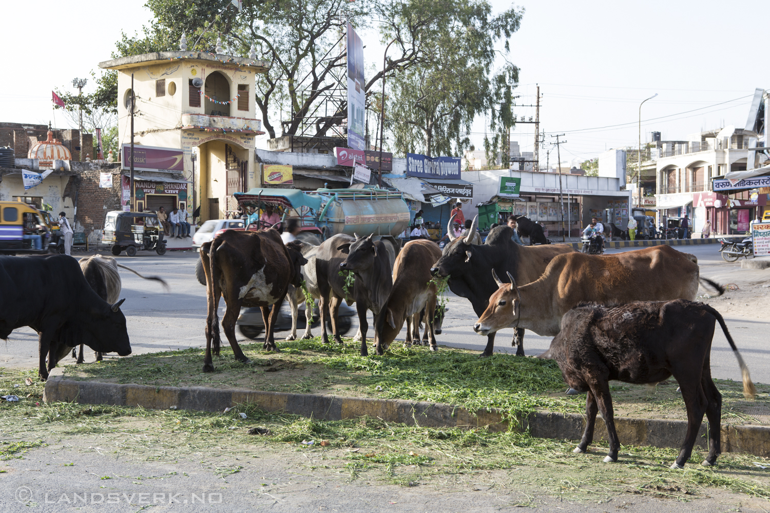 Holy cows! Udaipur, India. 

(Canon EOS 5D Mark III / Canon EF 24-70mm f/2.8 L USM)