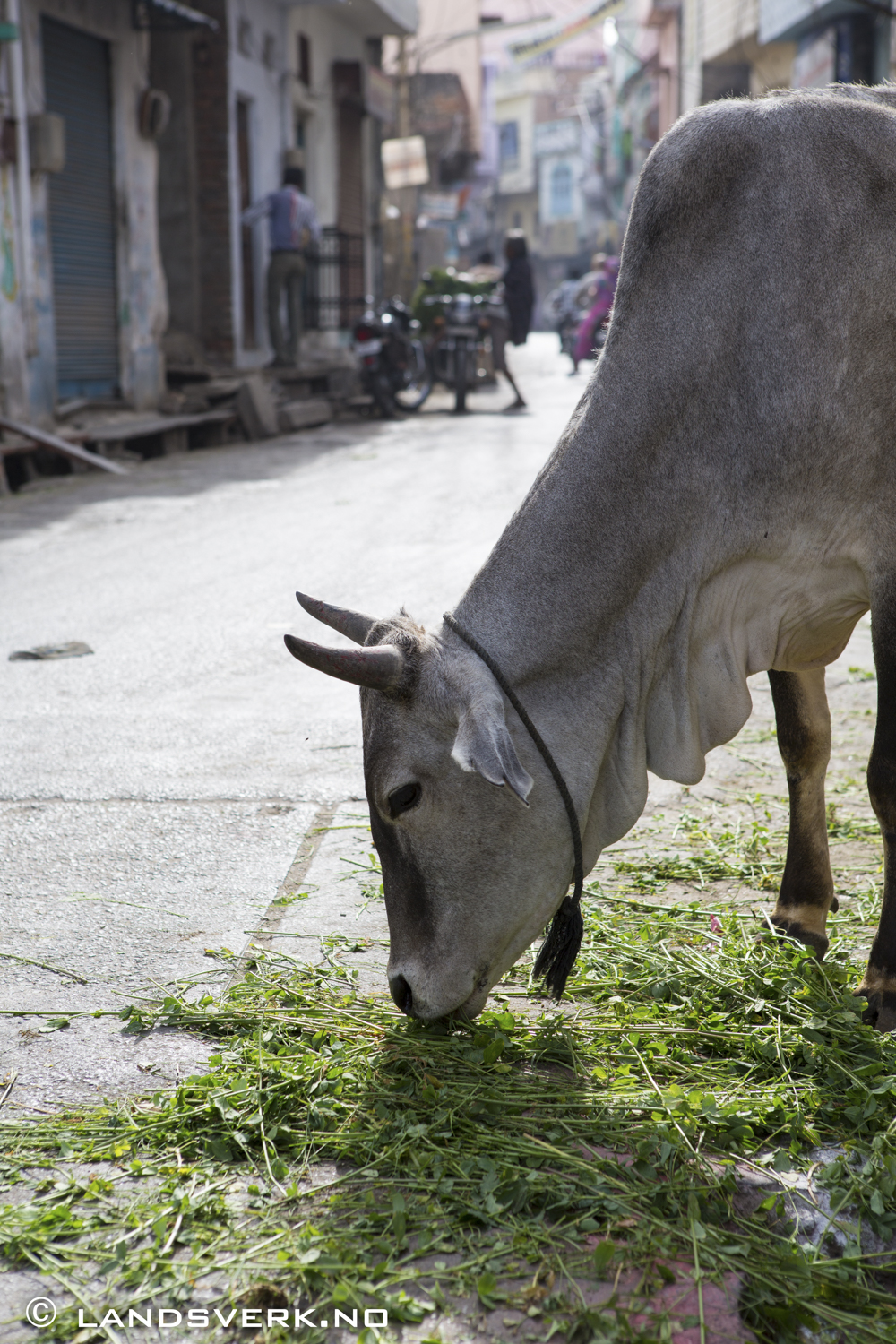 Holy cow! Udaipur, India. 

(Canon EOS 5D Mark III / Canon EF 24-70mm f/2.8 L USM)