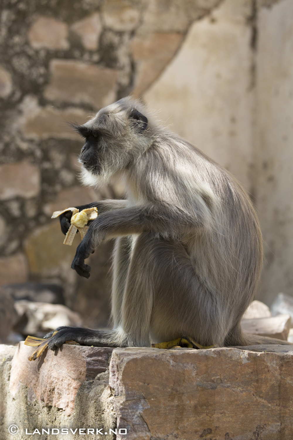 Wild hanuman monkey. Jaipur, India. 

(Canon EOS 5D Mark III / Canon EF 70-200mm f/2.8 L IS II USM / Canon 2x EF Extender III)