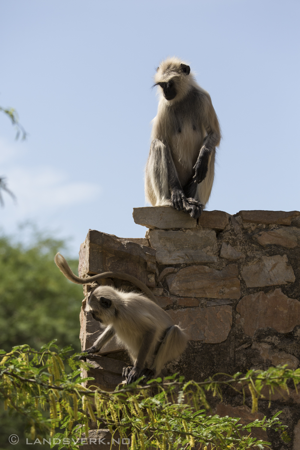 Wild hanuman monkey. Jaipur, India. 

(Canon EOS 5D Mark III / Canon EF 70-200mm f/2.8 L IS II USM / Canon 2x EF Extender III)