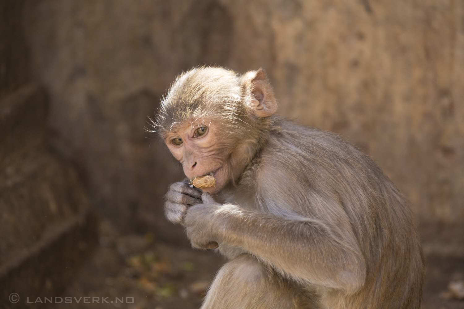Wild rhesus monkey. Jaipur, India. 

(Canon EOS 5D Mark III / Canon EF 70-200mm f/2.8 L IS II USM / Canon 2x EF Extender III)