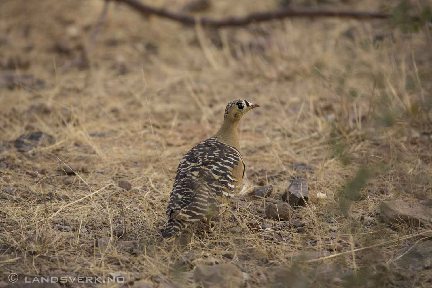 Ranthambore National Park, India. 

(Canon EOS 5D Mark III / Canon EF 70-200mm f/2.8 L IS II USM / Canon 2x EF Extender III)