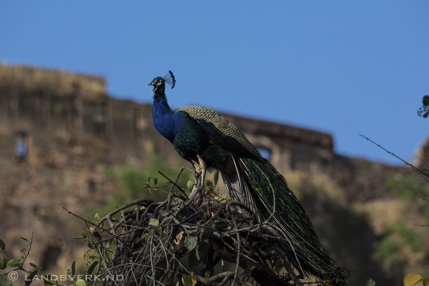 Wild peacock. Ranthambore National Park, India. 

(Canon EOS 5D Mark III / Canon EF 70-200mm f/2.8 L IS II USM / Canon 2x EF Extender III)