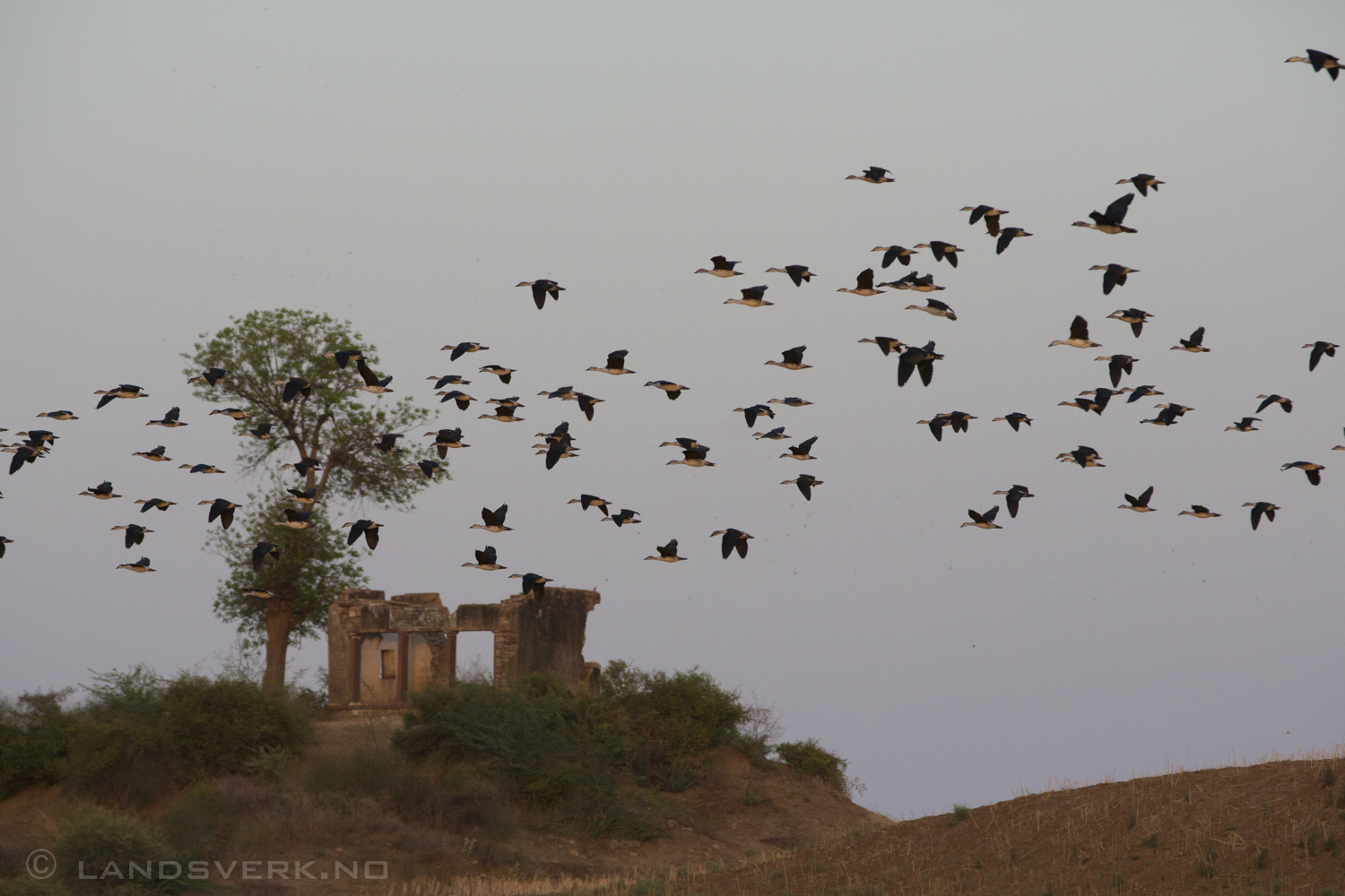 Ranthambore countryside, India. 

(Canon EOS 5D Mark III / Canon EF 70-200mm f/2.8 L IS II USM / Canon 2x EF Extender III)