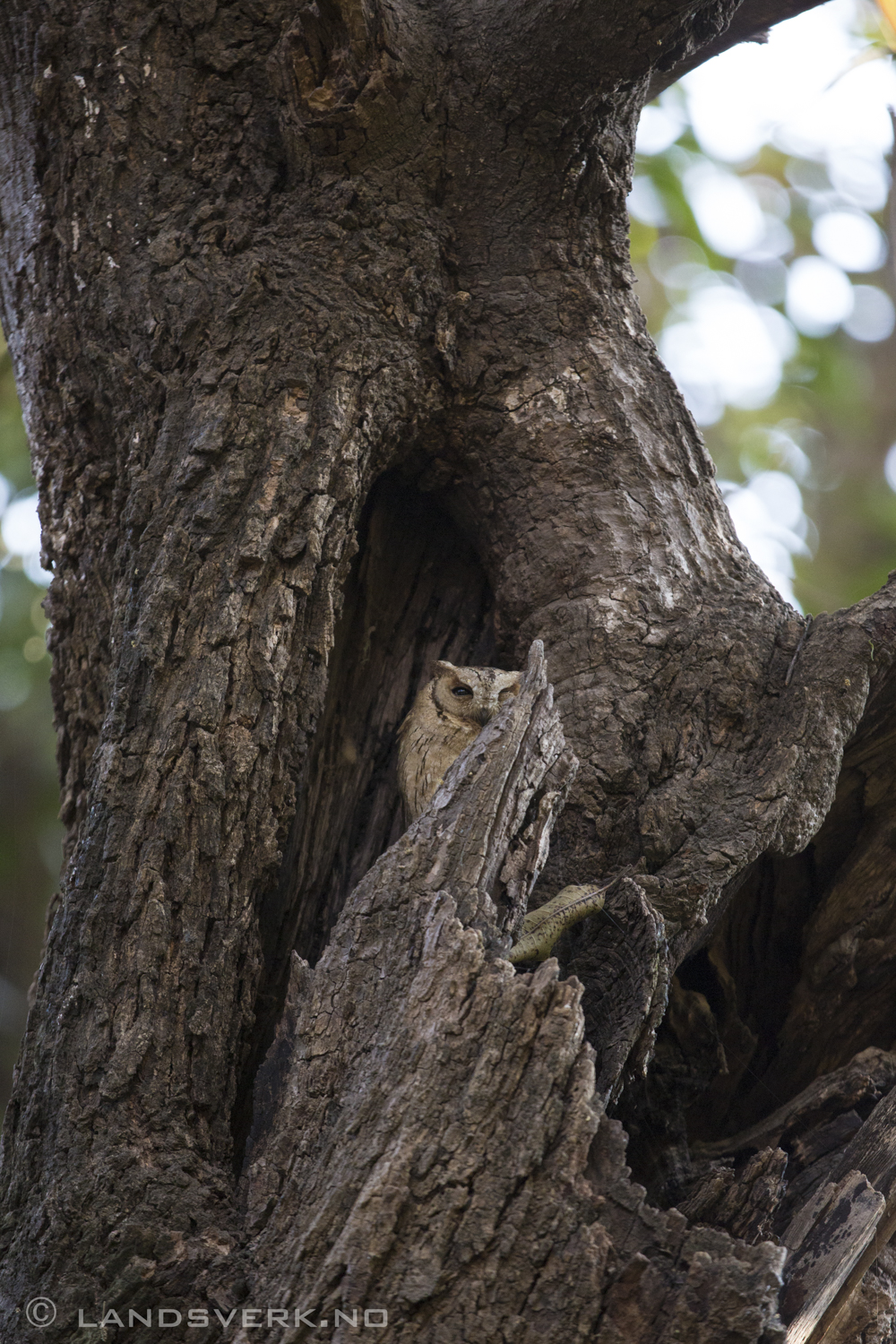Wild owl. Ranthambore National Park, India. 

(Canon EOS 5D Mark III / Canon EF 70-200mm f/2.8 L IS II USM / Canon 2x EF Extender III)