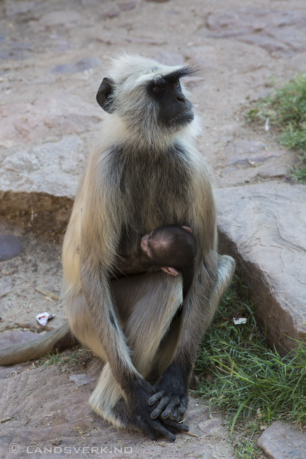 Wild hanuman monkey. Ranthambore, India. 

(Canon EOS 5D Mark III / Canon EF 24-70mm f/2.8 L USM)