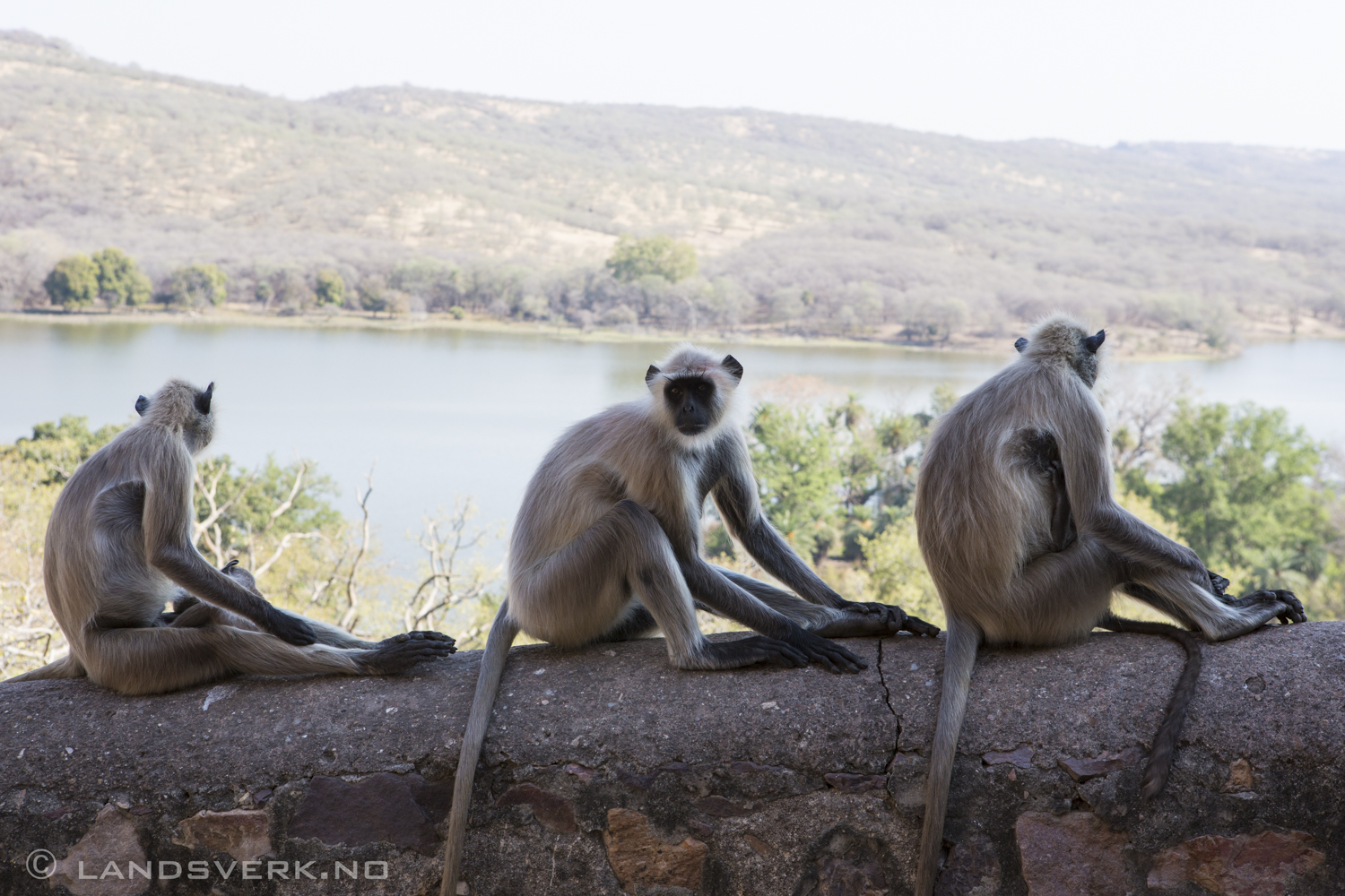 Wild hanuman monkey. Ranthambore, India. 

(Canon EOS 5D Mark III / Canon EF 24-70mm f/2.8 L USM)