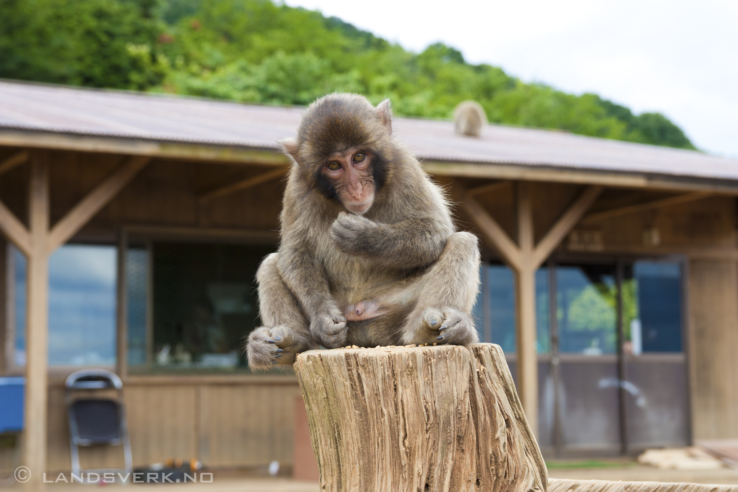 Iwatayama Monkey Park, Kyoto, Japan. 

(Canon EOS 450D, Sigma 17-50 F2.8)