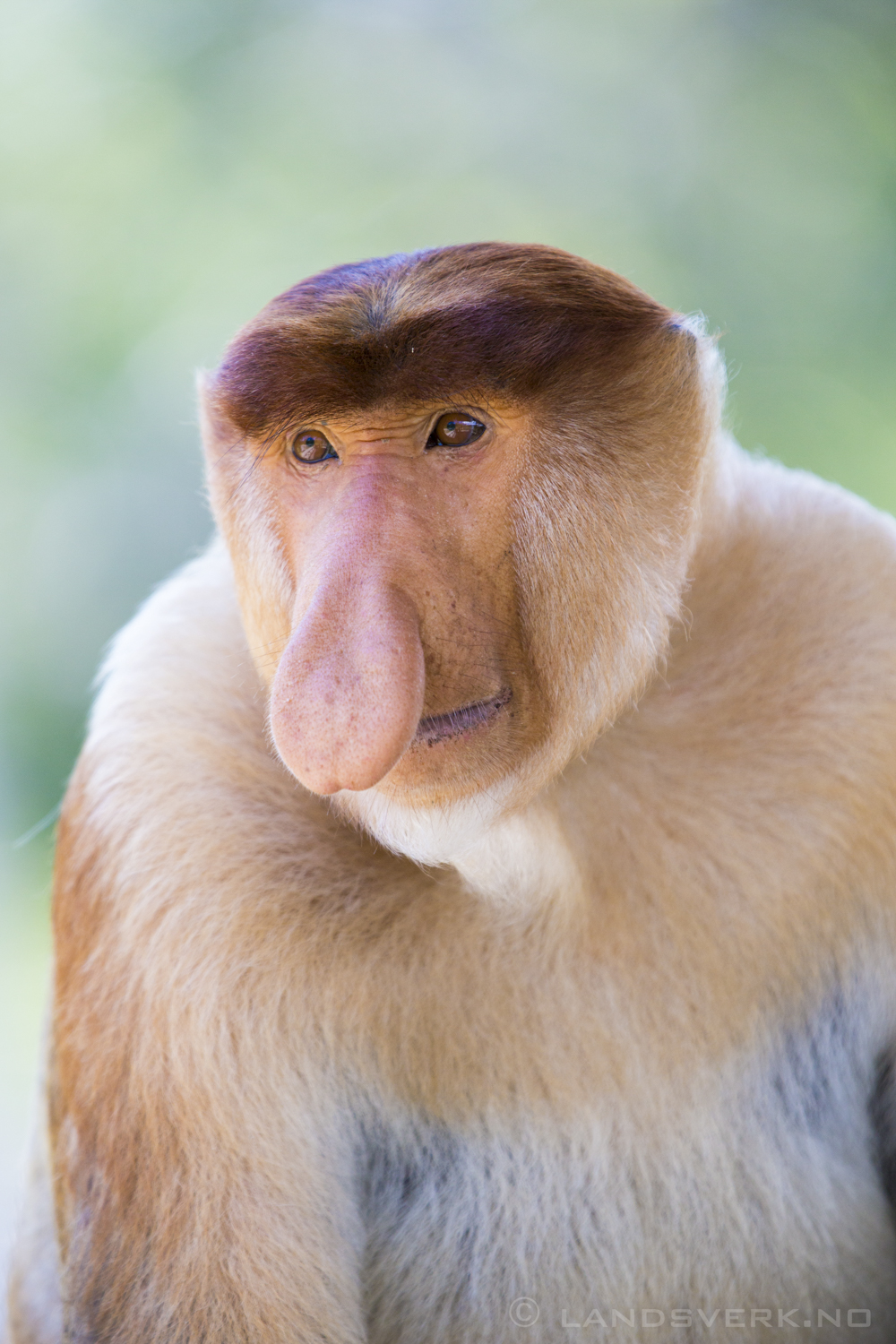 Wild Proboscis monkey. Kota Kinabatangan, Borneo.

(Canon EOS 5D Mark III / Canon EF 70-200mm f/2.8 L IS II USM / Canon 2x EF Extender III)