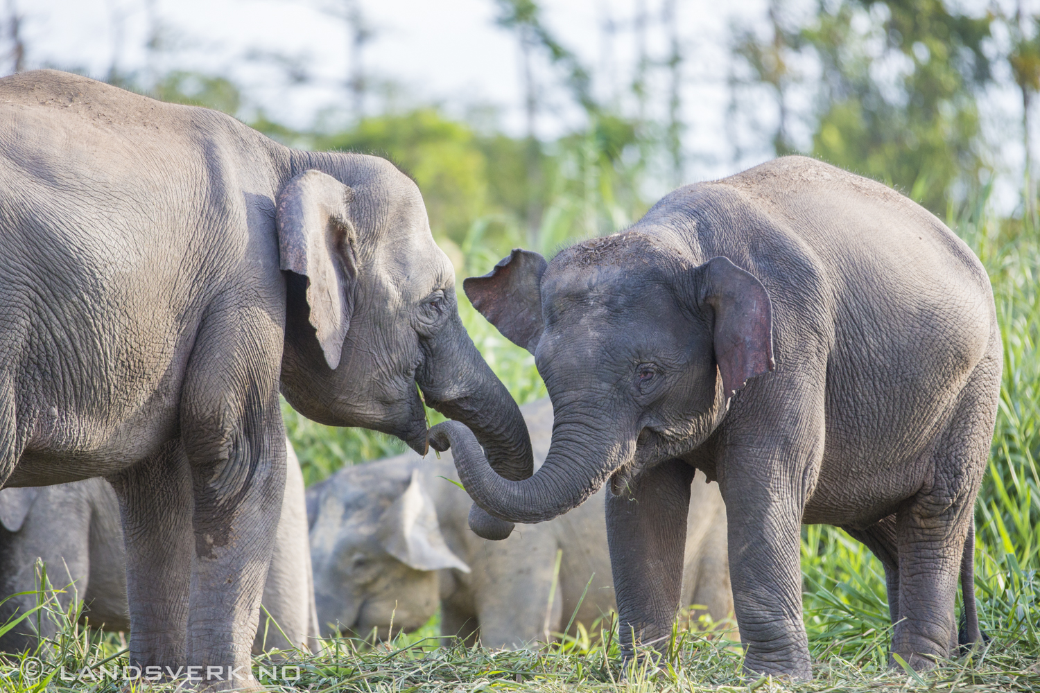 Wild Borneo pygmy elephants feeding each other. Sukau, Borneo.

(Canon EOS 5D Mark III / Canon EF 70-200mm f/2.8 L IS II USM / Canon 2x EF Extender III)