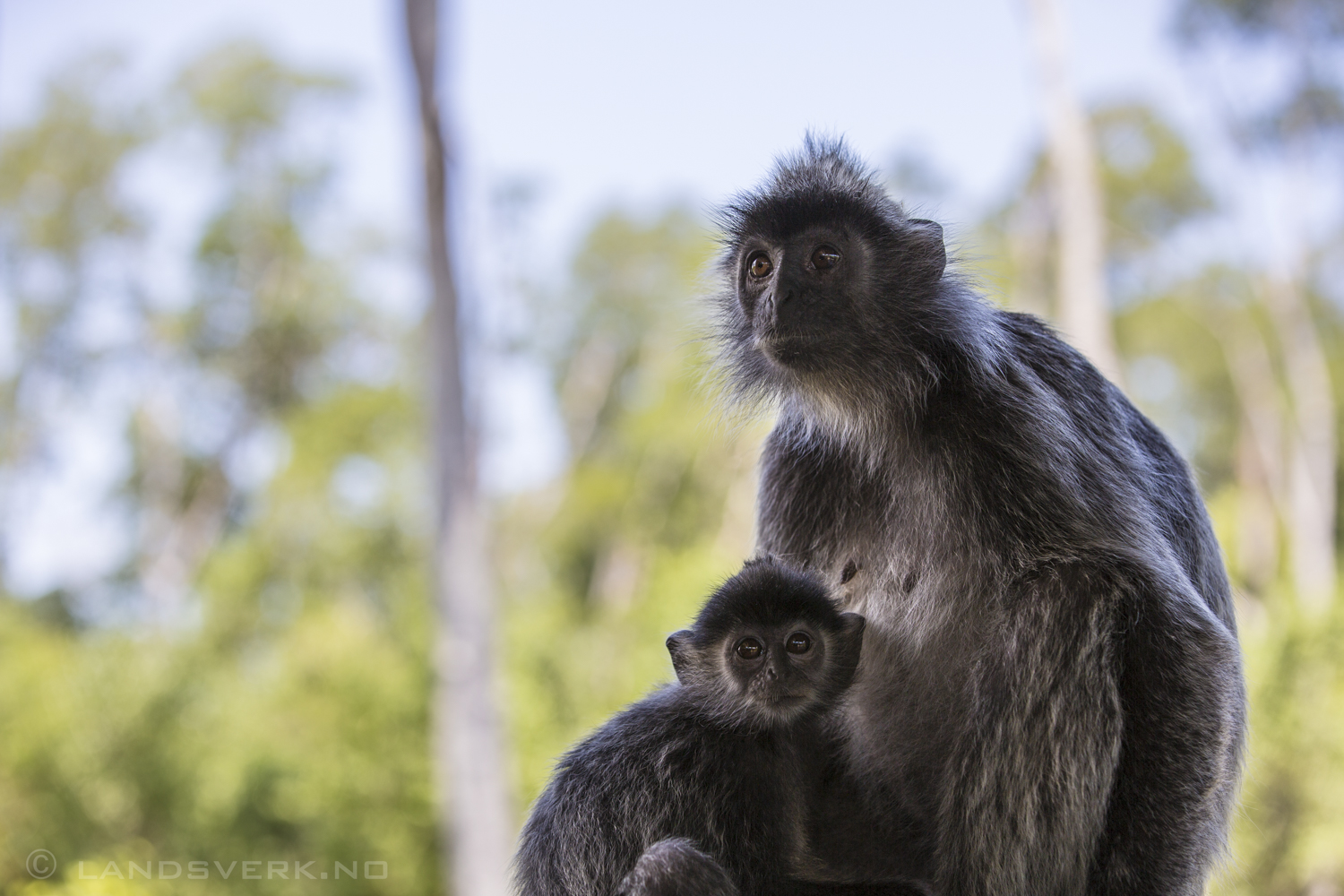 Wild Silver Leaf monkeys. Kota Kinabatangan, Borneo.

(Canon EOS 5D Mark III / Canon EF 70-200mm f/2.8 L IS II USM)