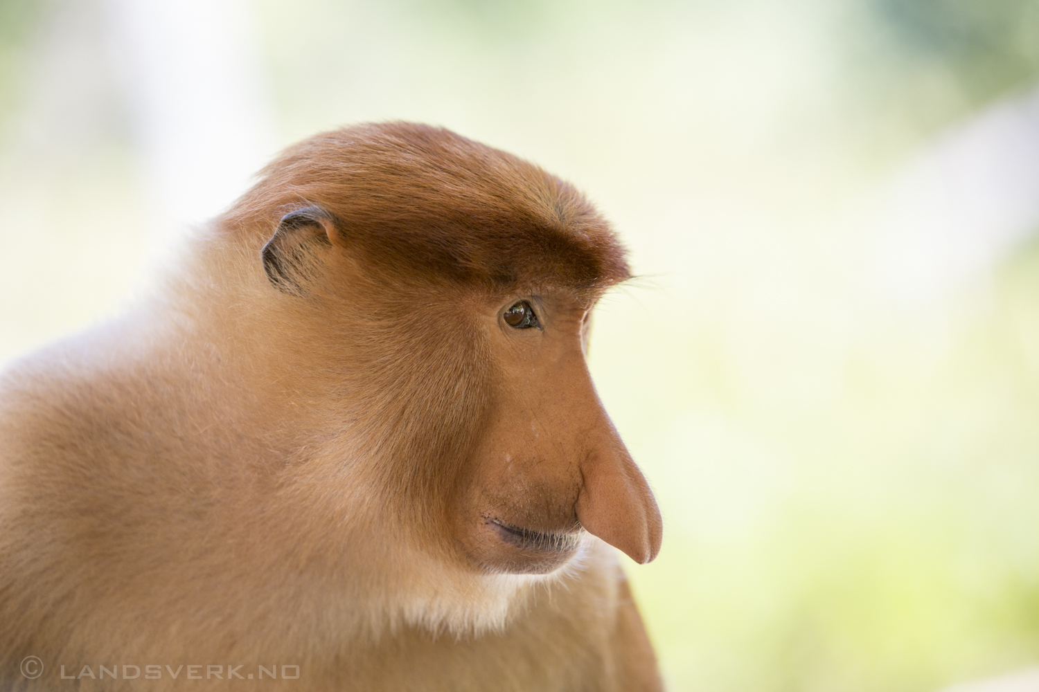 Wild Proboscis monkey. Kota Kinabatangan, Borneo.

(Canon EOS 5D Mark III / Canon EF 70-200mm f/2.8 L IS II USM)