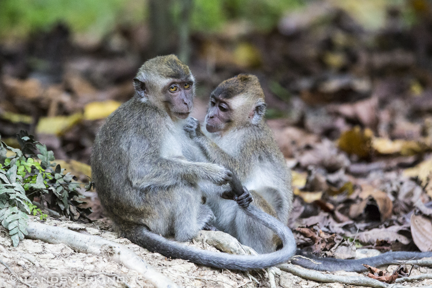 Wild Long-tailed Macaque monkeys. Sukau, Borneo.

(Canon EOS 5D Mark III / Canon EF 70-200mm f/2.8 L IS II USM / Canon 2x EF Extender III)
