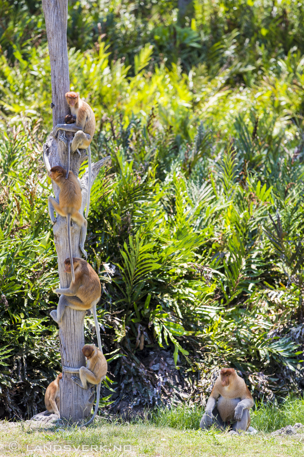 Wild Proboscis monkeys. Kota Kinabatangan, Borneo.

(Canon EOS 5D Mark III / Canon EF 70-200mm f/2.8 L IS II USM)