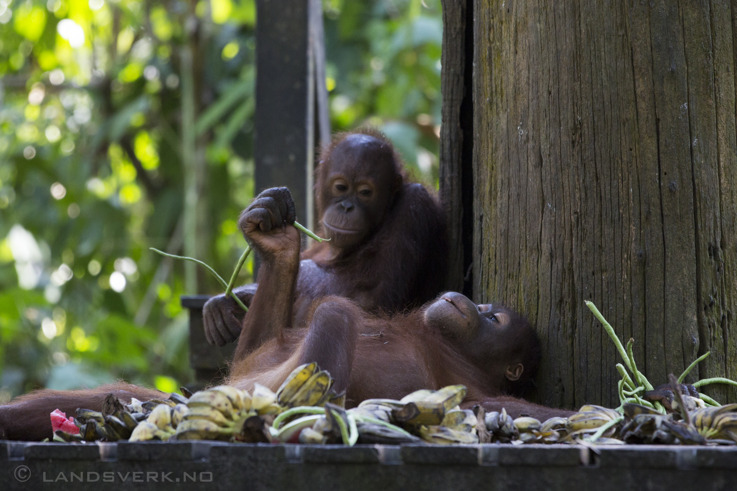 Bornean Orangutans training for the return to the wild. Hard work. Sepilok Orangutan Rehabilitation Centre, Borneo.

(Canon EOS 5D Mark III / Canon EF 70-200mm f/2.8 L IS II USM / Canon 2x EF Extender III)