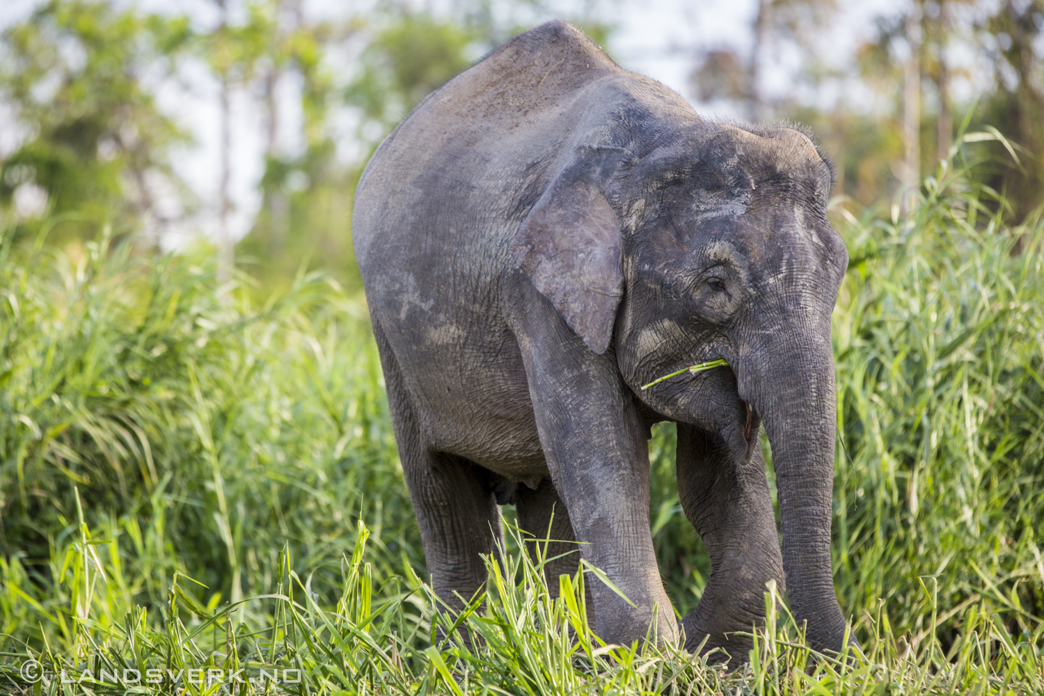 Wild Borneo pygmy elephant. Sukau, Borneo.

(Canon EOS 5D Mark III / Canon EF 70-200mm f/2.8 L IS II USM / Canon 2x EF Extender III)