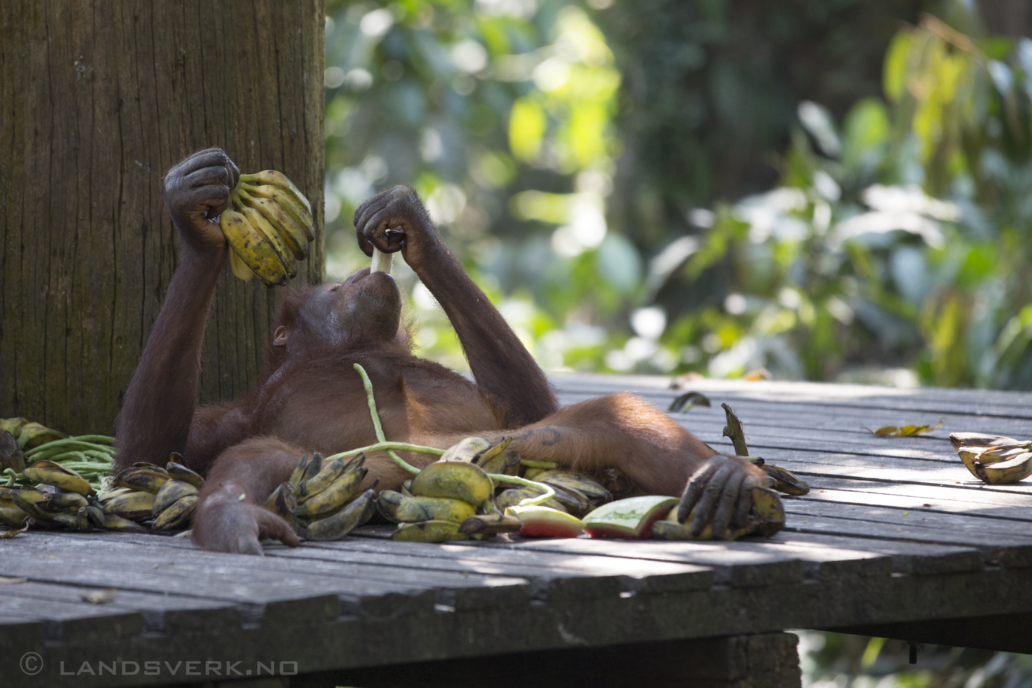 Bornean Orangutan training for the return to the wild. Like he's ever gonna leave free breakfast. Sepilok Orangutan Rehabilitation Centre, Borneo.

(Canon EOS 5D Mark III / Canon EF 70-200mm f/2.8 L IS II USM / Canon 2x EF Extender III)