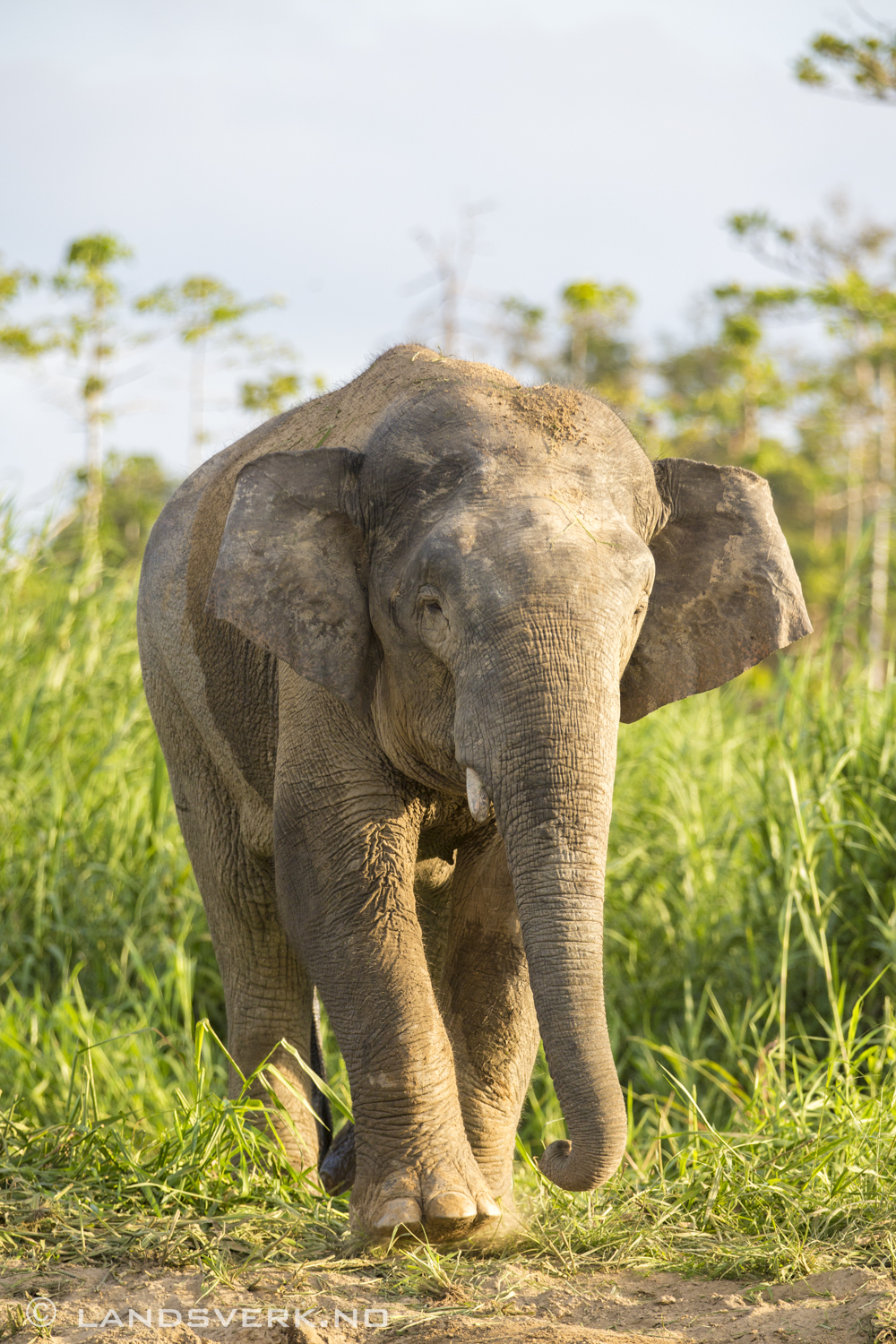 Wild Borneo pygmy elephant. Sukau, Borneo.

(Canon EOS 5D Mark III / Canon EF 70-200mm f/2.8 L IS II USM / Canon 2x EF Extender III)