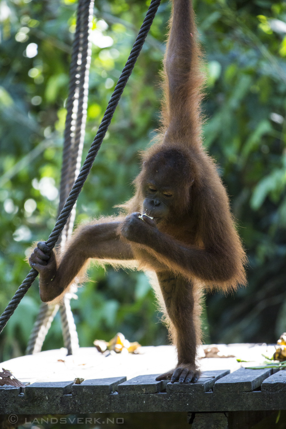 Bornean Orangutan training for the return to the wild. Sepilok Orangutan Rehabilitation Centre, Borneo.

(Canon EOS 5D Mark III / Canon EF 70-200mm f/2.8 L IS II USM / Canon 2x EF Extender III)