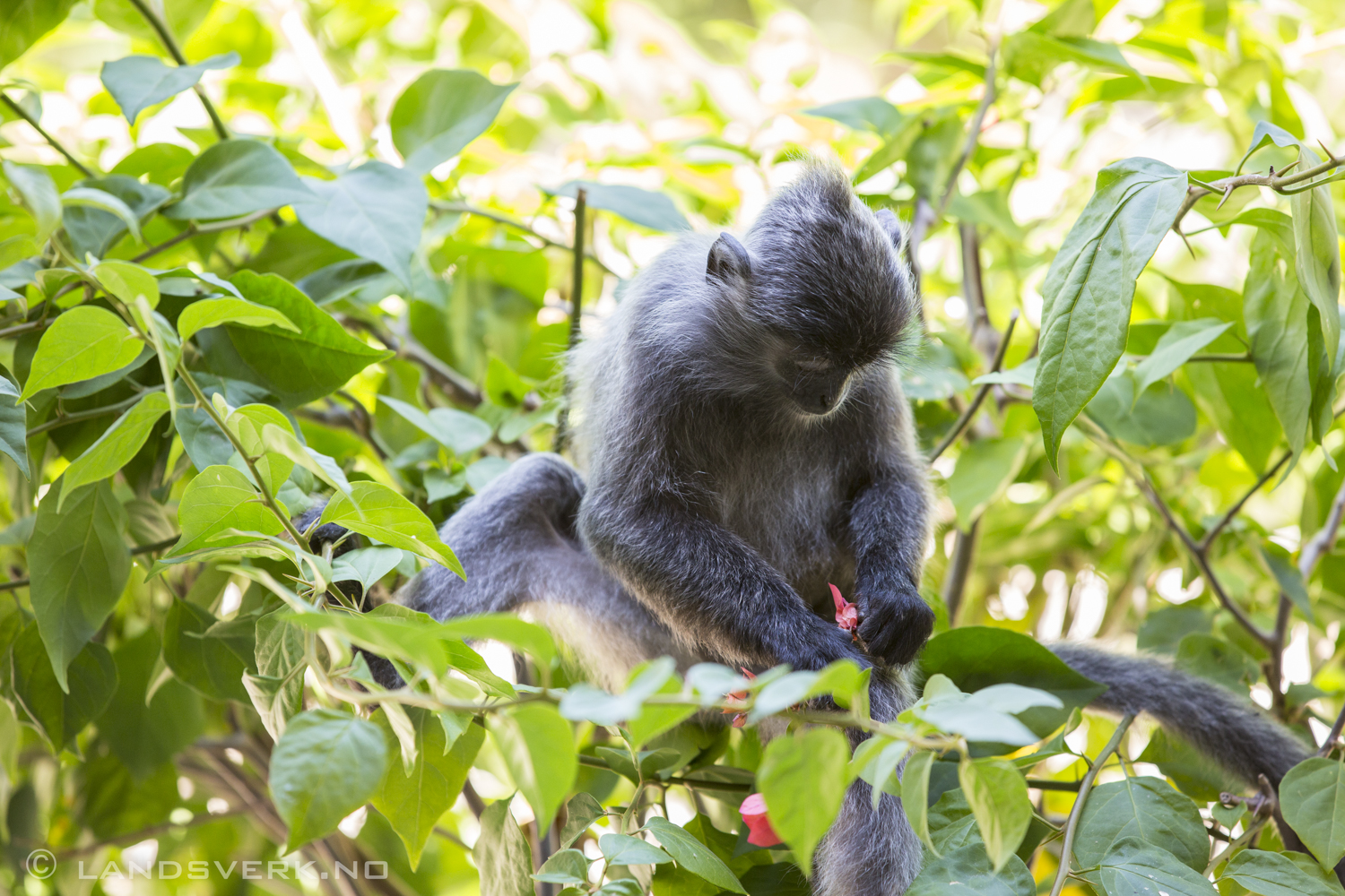 Wild Silver Leaf monkey. Kota Kinabatangan, Borneo.

(Canon EOS 5D Mark III / Canon EF 70-200mm f/2.8 L IS II USM)