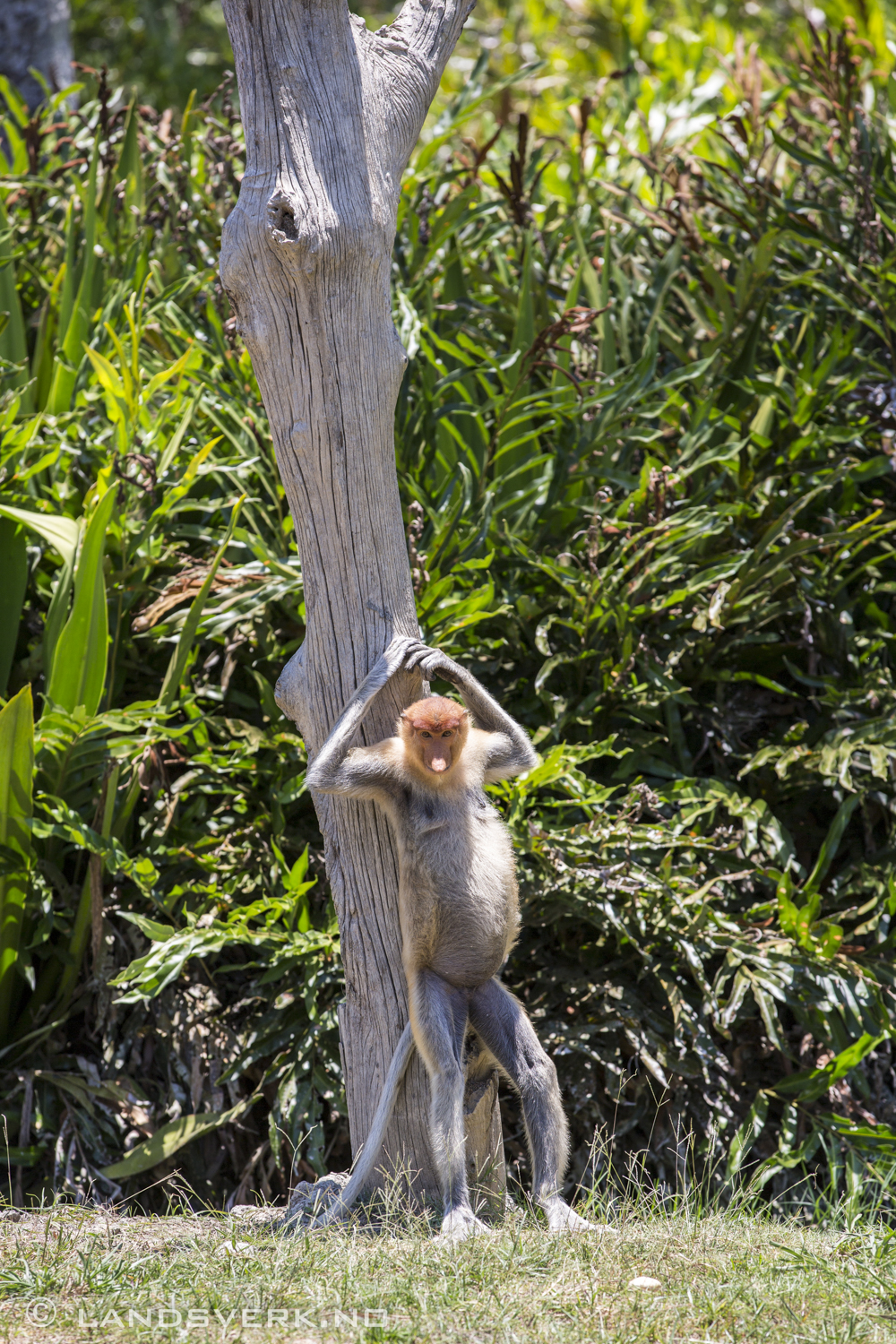 Wild Proboscis monkey. Kota Kinabatangan, Borneo.

(Canon EOS 5D Mark III / Canon EF 70-200mm f/2.8 L IS II USM)