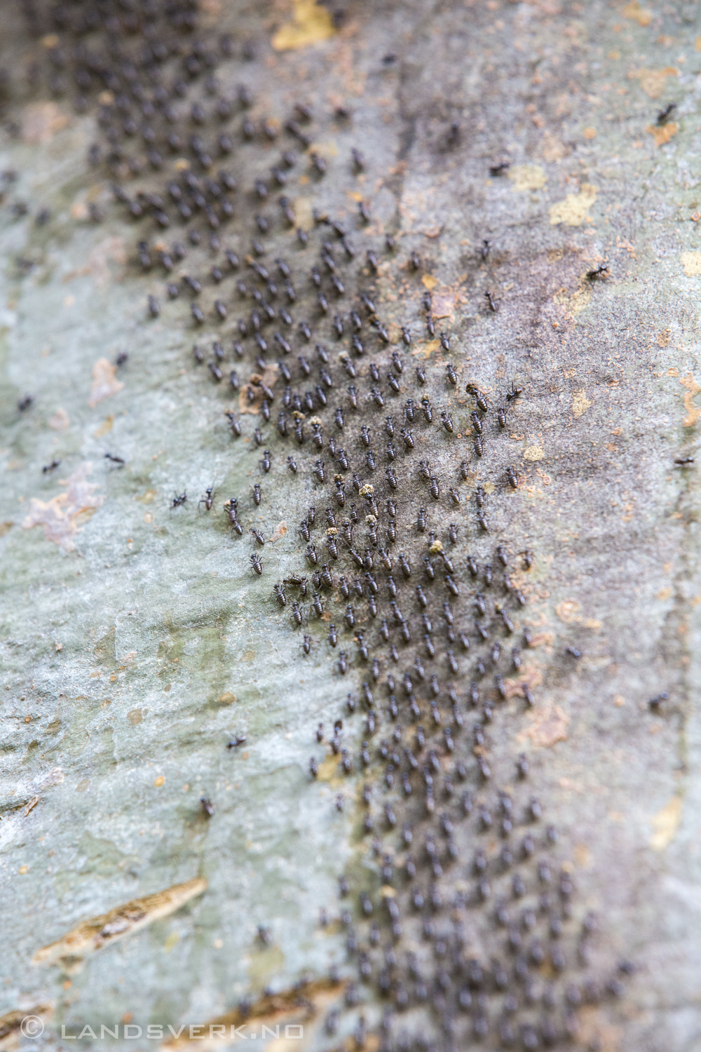 1 googol termites. Danum Valley, Borneo.

(Canon EOS 5D Mark III / Canon EF 70-200mm f/2.8 L IS II USM)