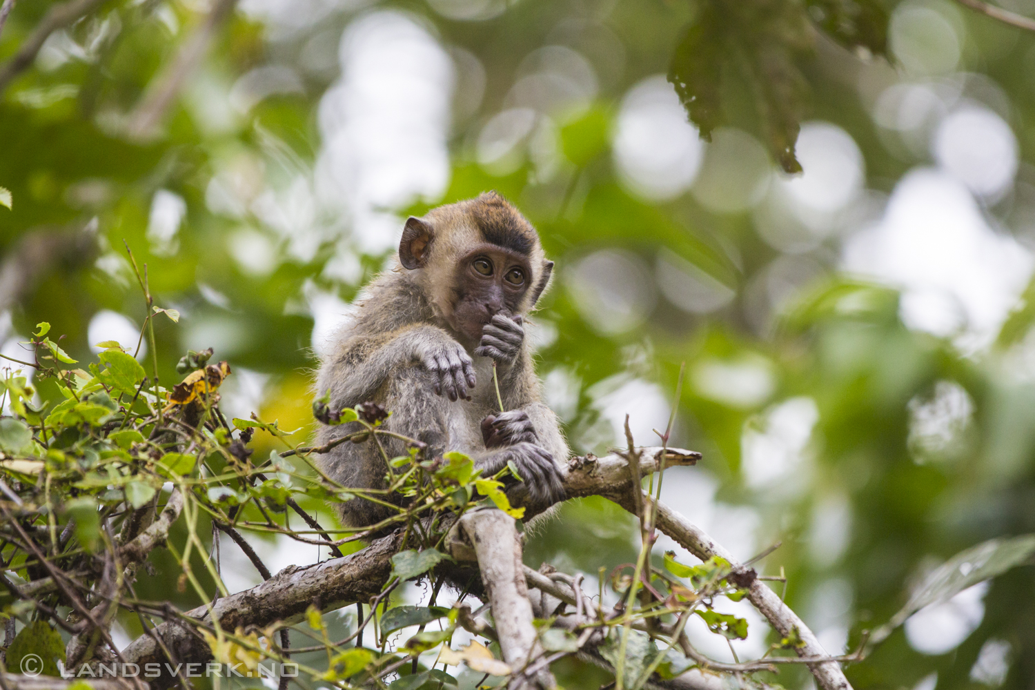 Wild Long-tailed Macaque monkey. Sukau, Borneo.

(Canon EOS 5D Mark III / Canon EF 70-200mm f/2.8 L IS II USM / Canon 2x EF Extender III)