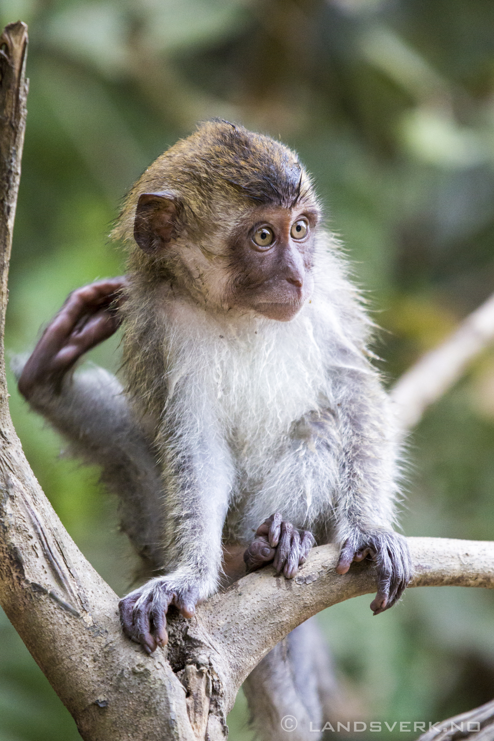 Wild Long-tailed Macaque monkey. Sukau, Borneo.

(Canon EOS 5D Mark III / Canon EF 70-200mm f/2.8 L IS II USM / Canon 2x EF Extender III)