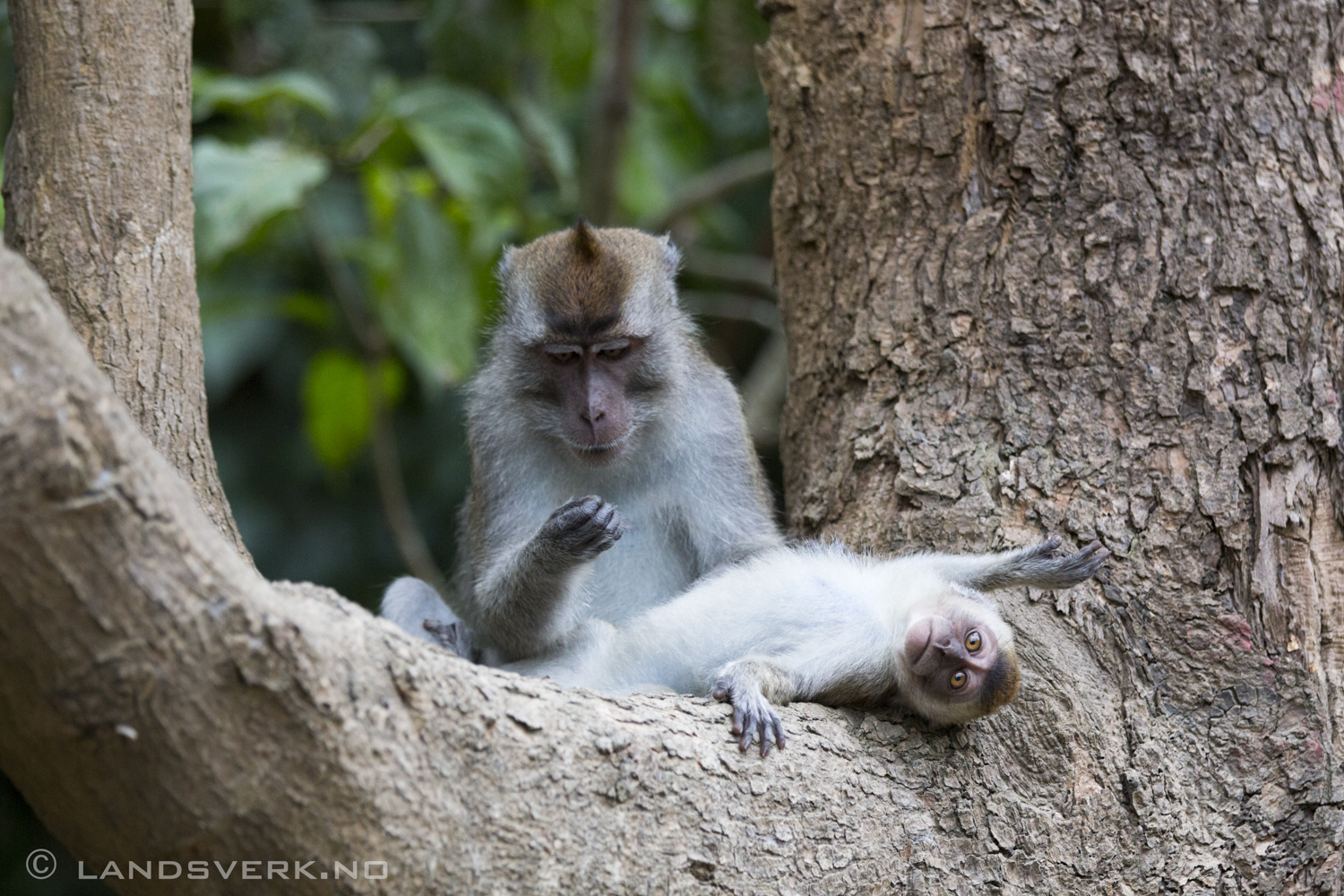 Wild Long-tailed Macaque monkeys. Flea time. Sukau, Borneo.

(Canon EOS 5D Mark III / Canon EF 70-200mm f/2.8 L IS II USM / Canon 2x EF Extender III)