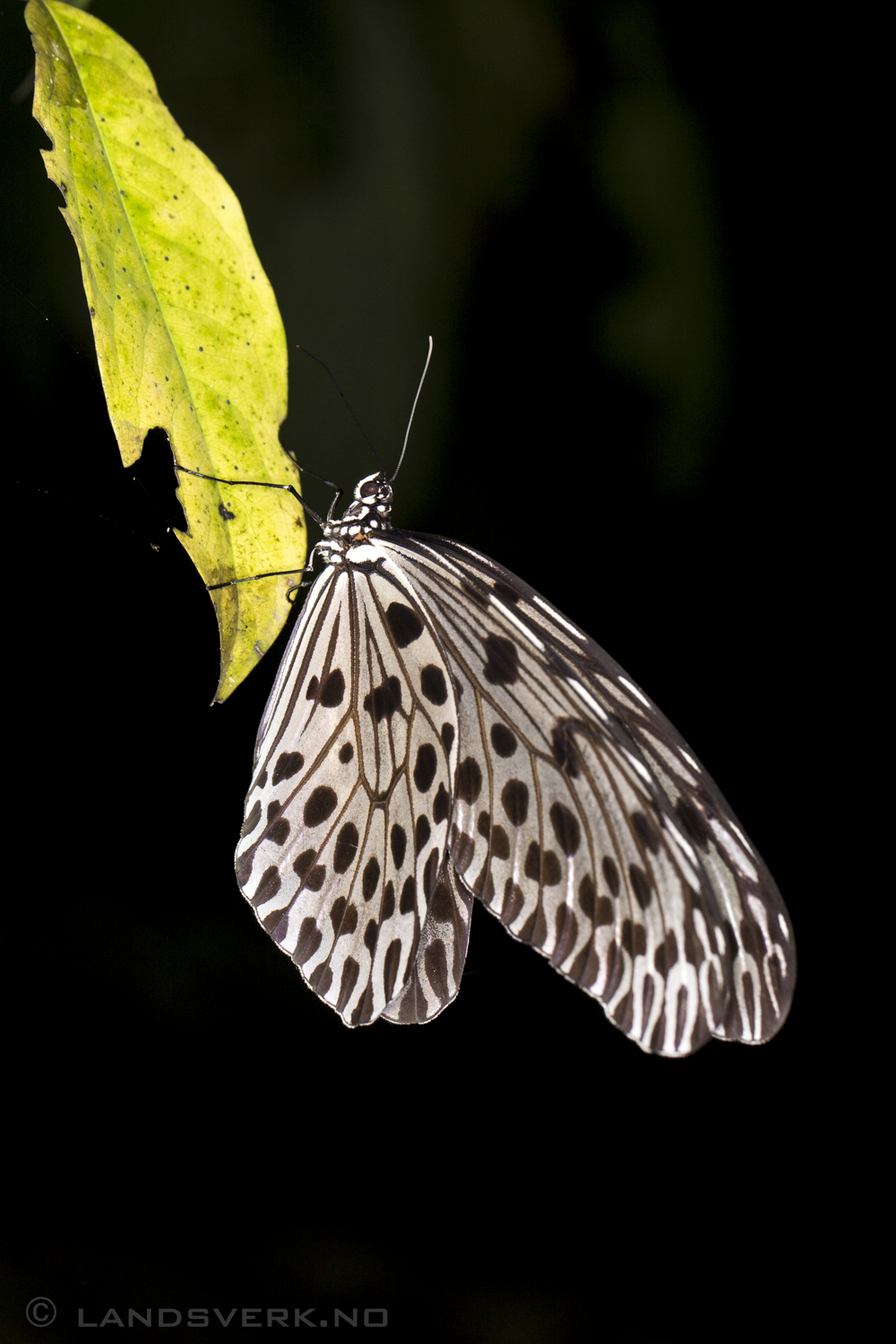 A very large Idea Stolli Logani butterfly. Sukau, Borneo.

(Canon EOS 5D Mark III / Canon EF 100mm f/2.8 L Macro IS USM)