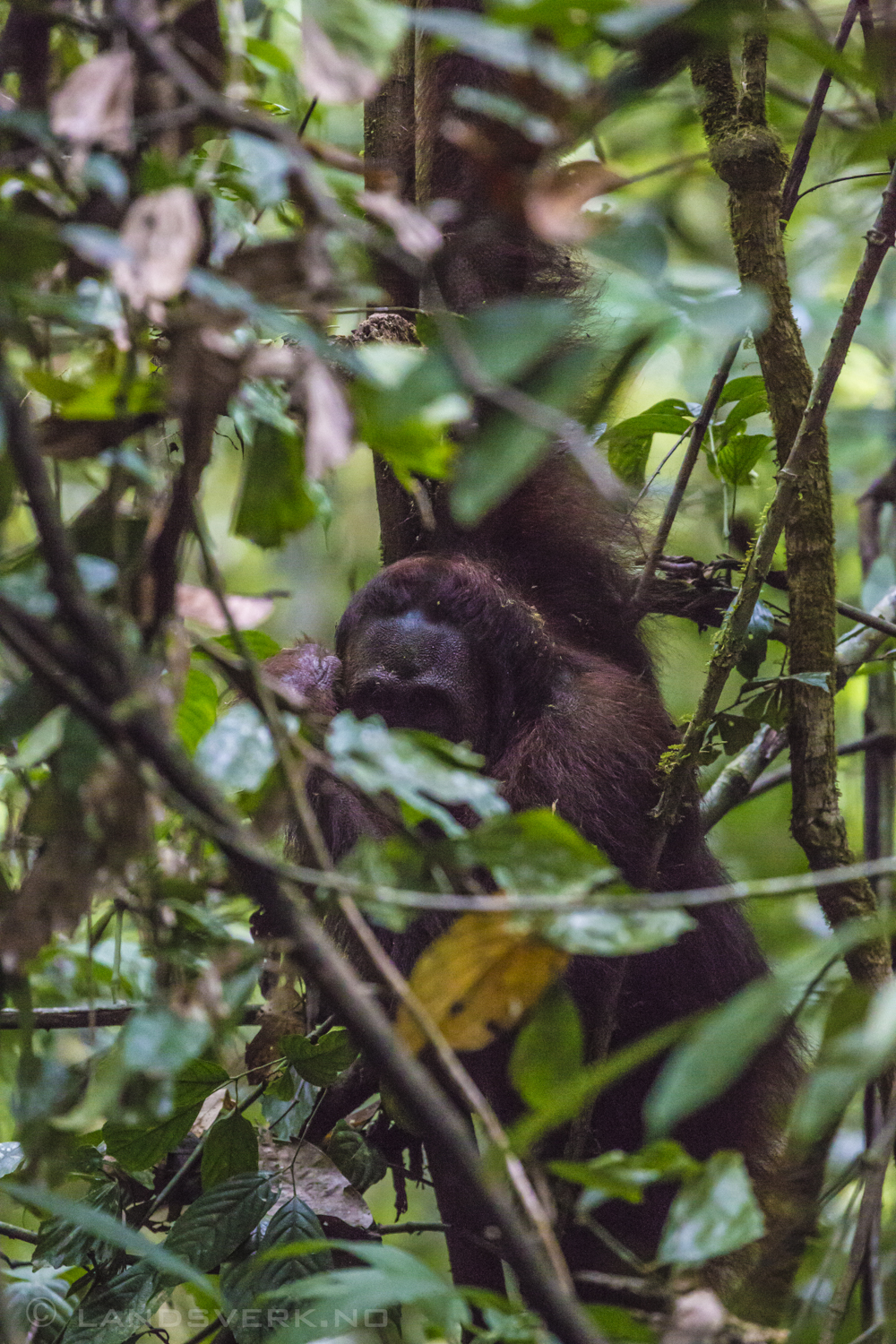 The only close-up I got of a wild Bornean orangutan. A pretty rare sight. This guy was coming down from the trees to escape from some angry bees. Danum Valley, Borneo.

(Canon EOS 5D Mark III / Canon EF 70-200mm f/2.8 L IS II USM / Canon 2x EF Extender III)