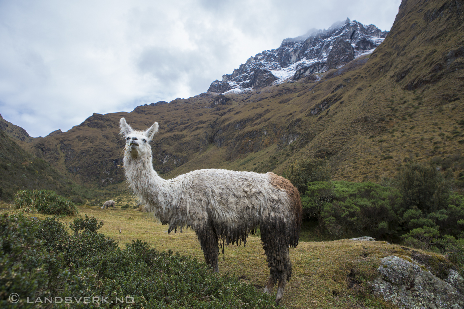 Llama. The Inka Trail to Machu Picchu, Peru. 

(Canon EOS 5D Mark III / Canon EF 24-70mm 
f/2.8 L USM)