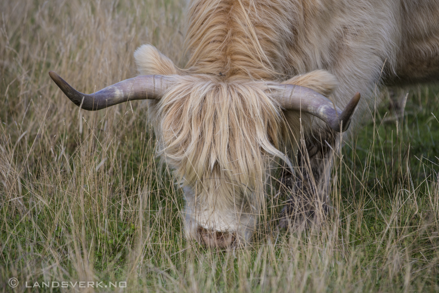 Highland Cow, Scotland. 

(Canon EOS 5D Mark III / Canon EF 70-200mm f/2.8 
L IS II USM / Canon 2x EF Extender III)