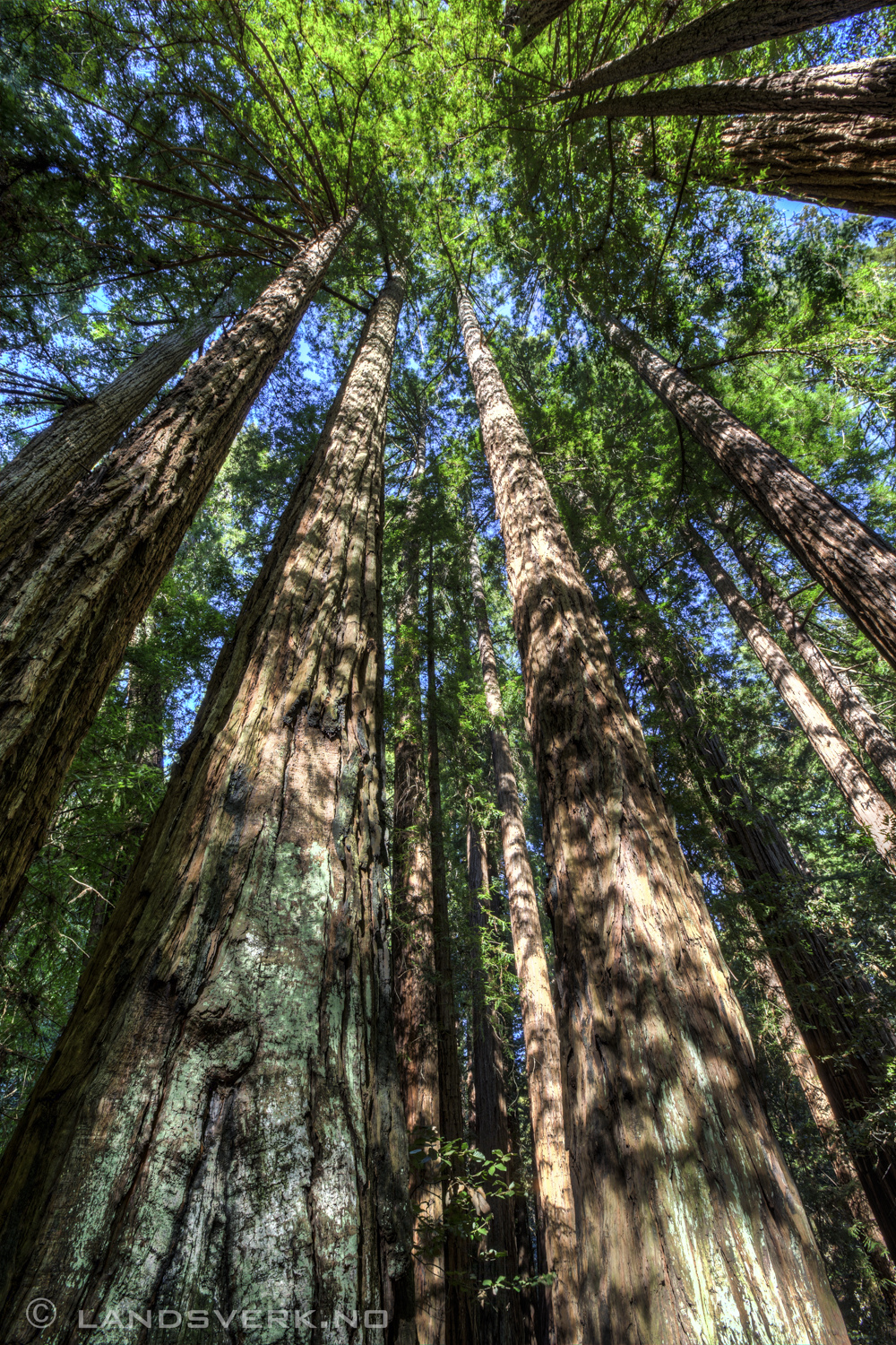 Muir Woods, California. 

(Canon EOS 5D Mark III / Canon EF 16-35mm f/2.8 L II USM)