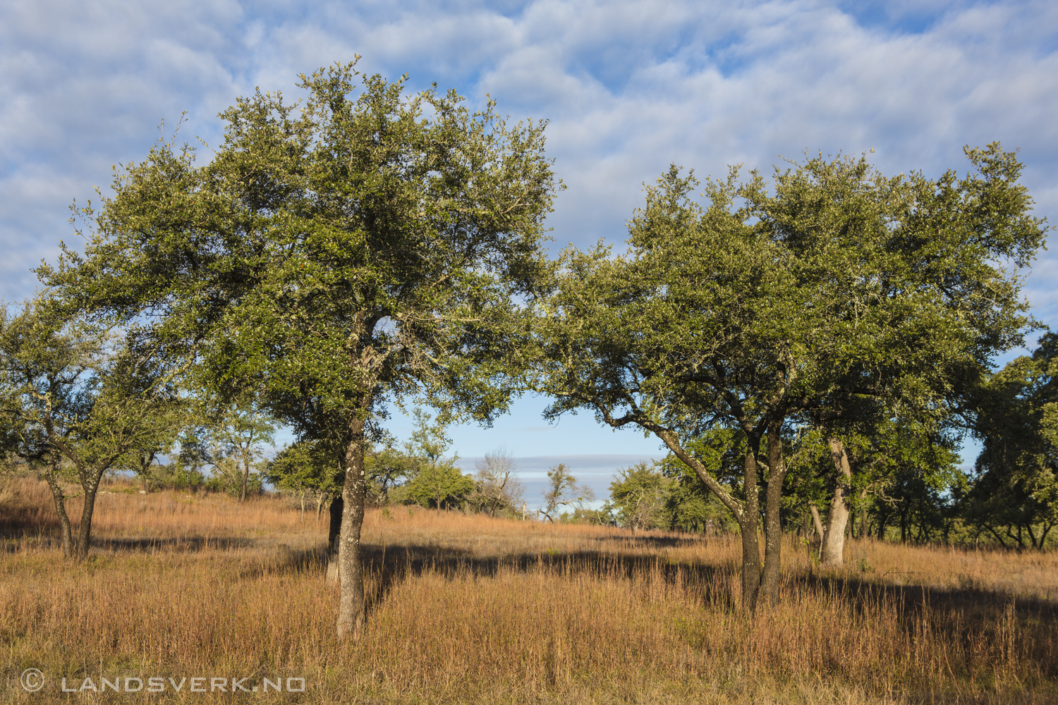 Texas Hill Country. 

(Canon EOS 5D Mark III / Canon EF 24-70mm f/2.8 L USM