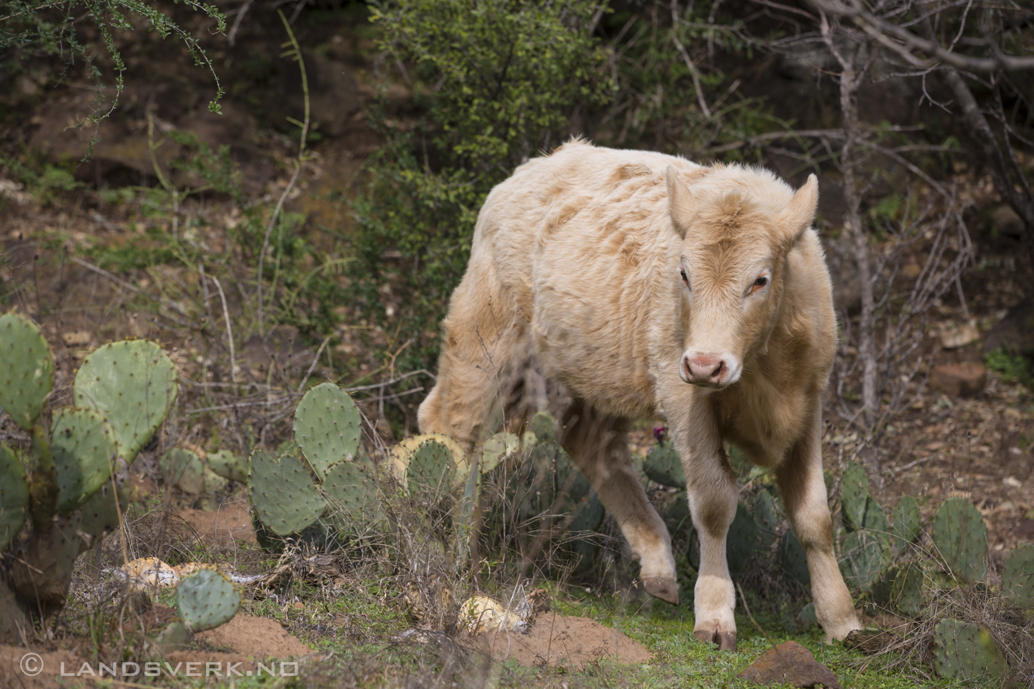 A cow and a cactus! Texas Hill Country. 

(Canon EOS 5D Mark III / Canon EF 70-200mm f/2.8 L IS II USM)