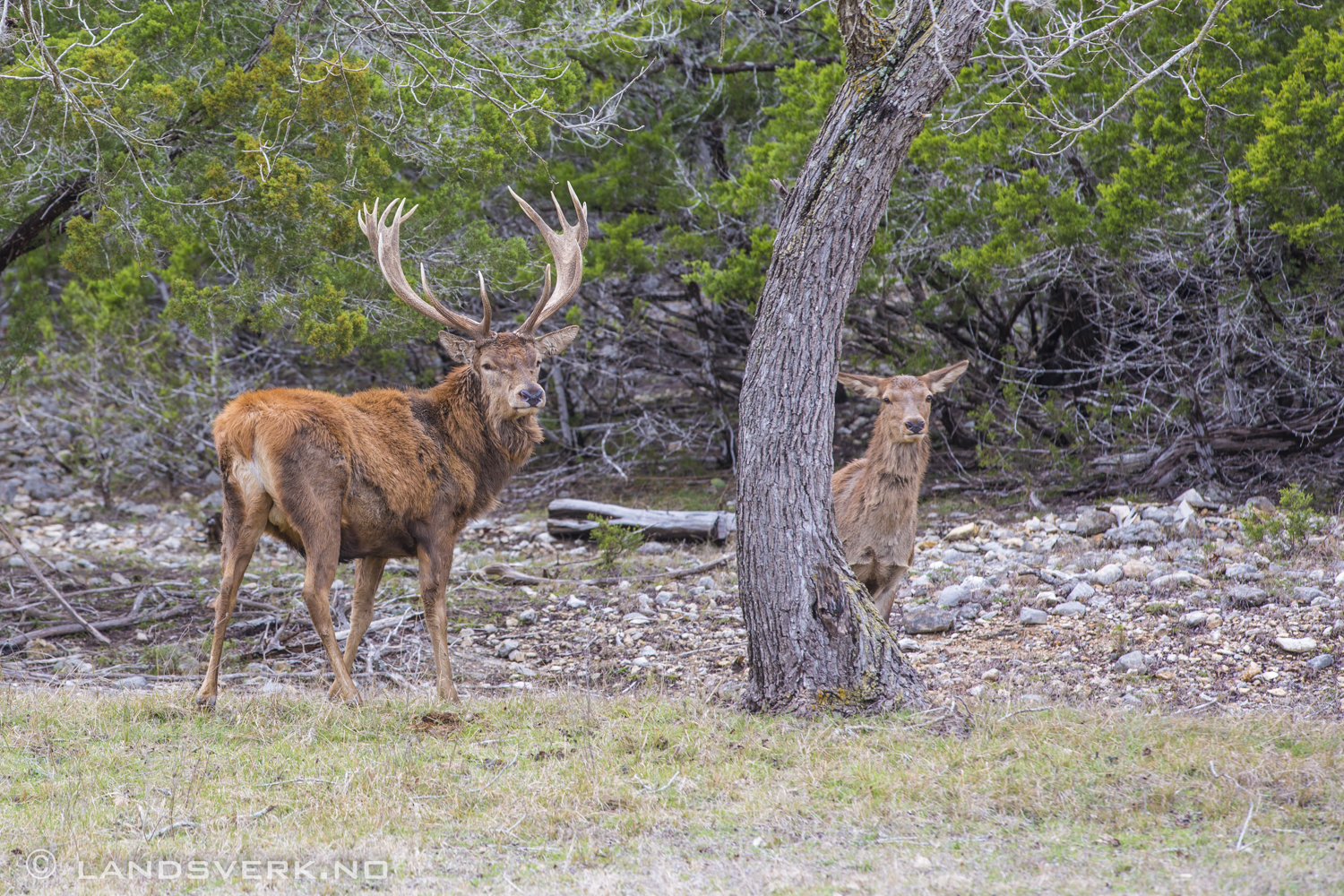Wild deer. Texas Hill Country. 

(Canon EOS 5D Mark III / Canon EF 70-200mm f/2.8 L IS II USM)