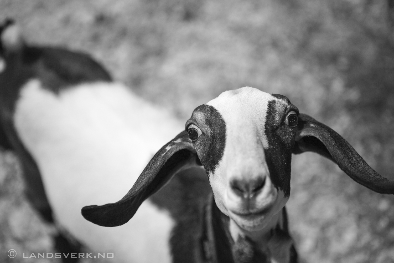 I ain't afraid of no goats. Fort Worth Stock Show & Rodeo, Texas. 

(Canon EOS 5D Mark III / Canon EF 24-70mm f/2.8 L USM