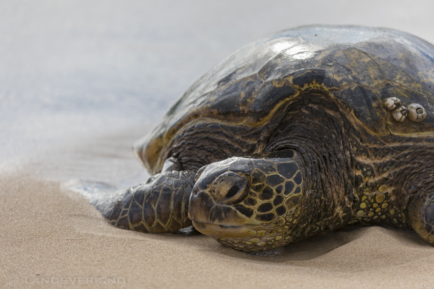 Wild sleepy sea turtle on Laniakea Beach. O‘ahu, Hawaii. 

(Canon EOS 5D Mark IV / Canon EF 100-400mm f/4.5-5.6 L IS II USM)