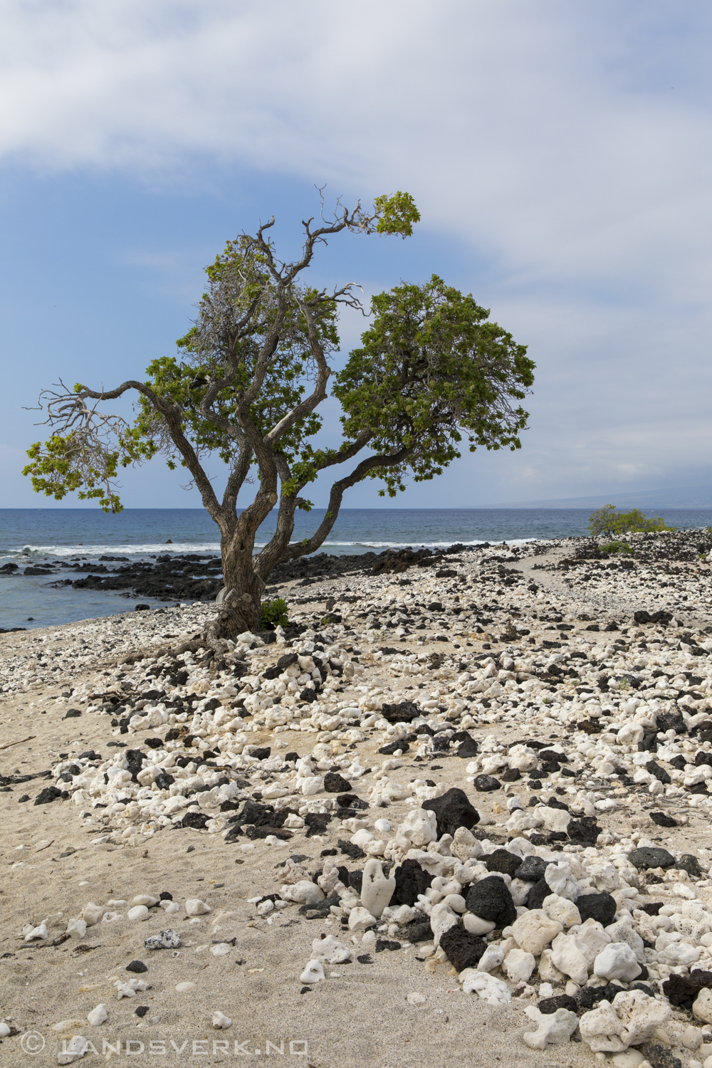 Puako Petroglyph Park. Big Island, Hawaii. 

(Canon EOS 5D Mark IV / Canon EF 24-70mm f/2.8 L II USM)
