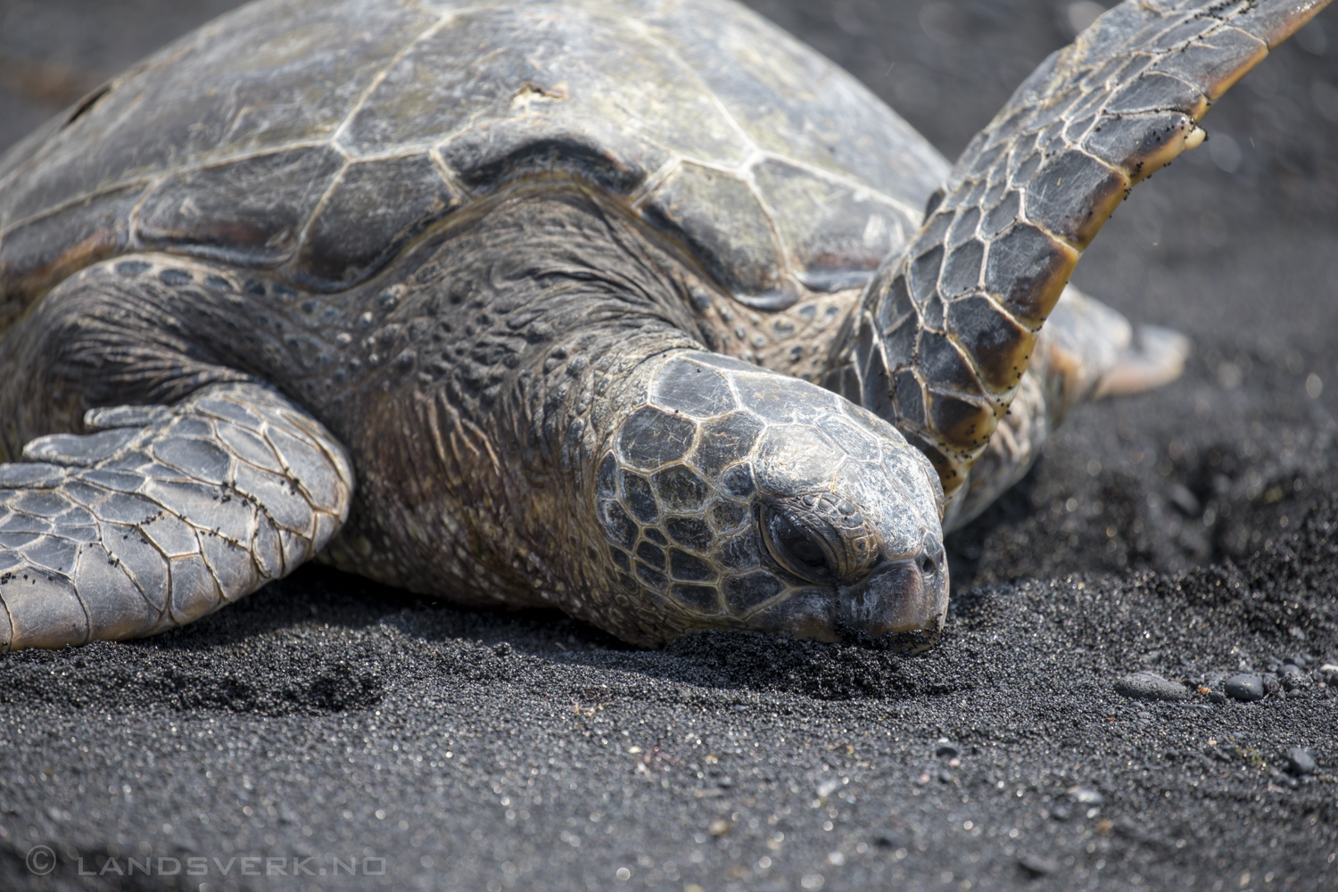 Wild sleepy sea turtle on Punalu'u Black Sand Beach. Big Island, Hawaii. 

(Canon EOS 5D Mark IV / Canon EF 100-400mm f/4.5-5.6 L IS II USM)