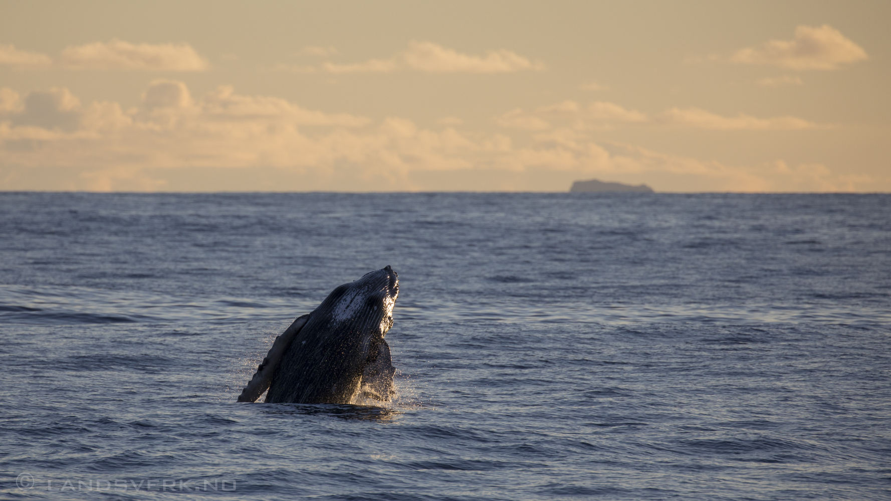 Humpback whale. Calf playing outside the west coast of Kauai, Hawaii. 

(Canon EOS 5D Mark IV / Canon EF 100-400mm f/4.5-5.6 L IS II USM)