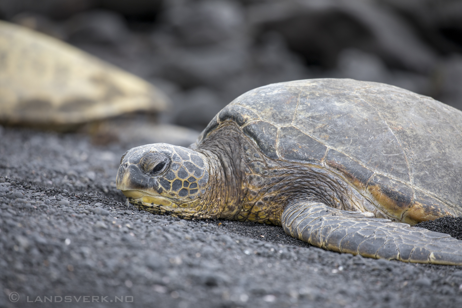 Wild sea turtle on Punalu'u Black Sand Beach. Big Island, Hawaii. 

(Canon EOS 5D Mark IV / Canon EF 100-400mm f/4.5-5.6 L IS II USM)