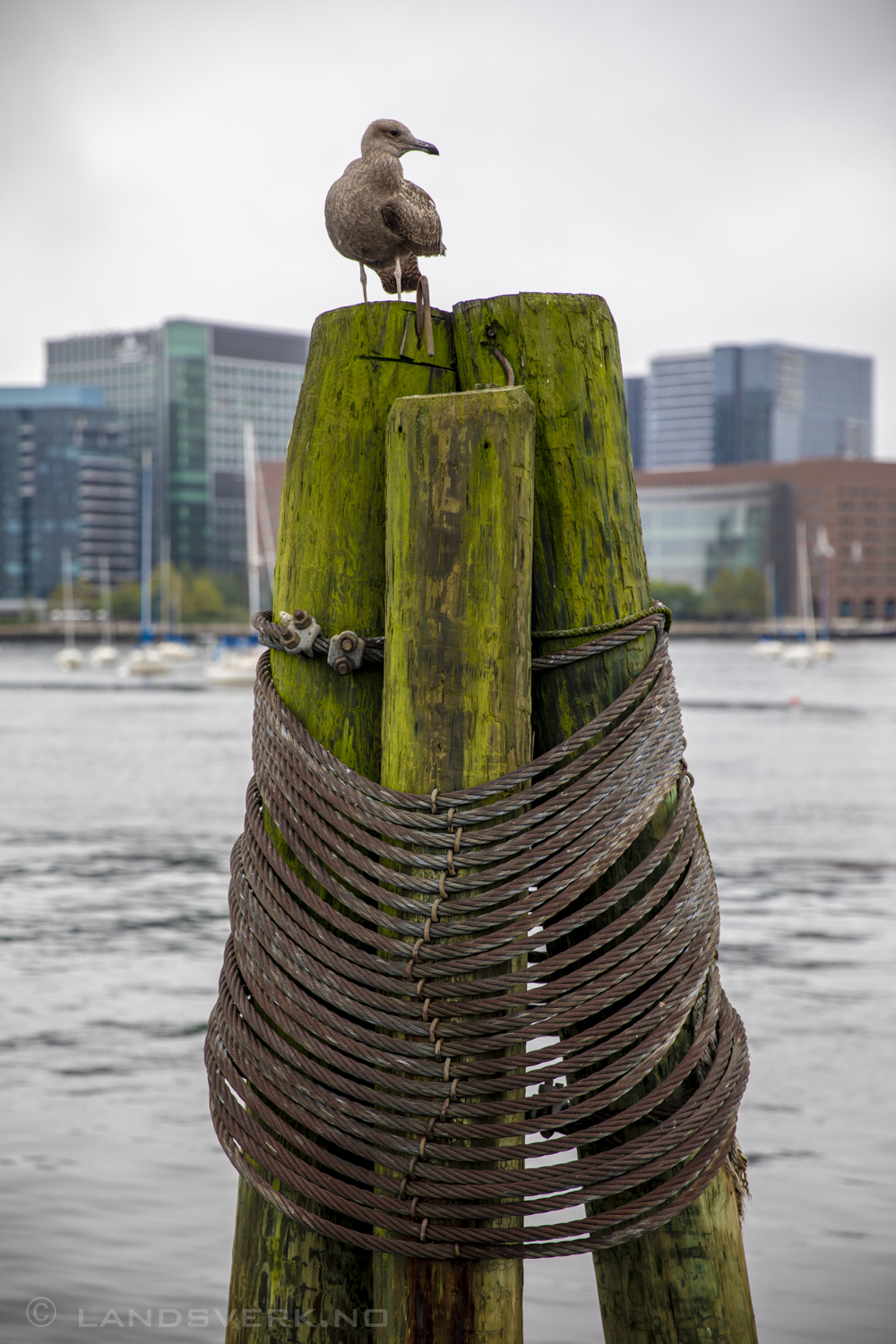 At the docks in Boston, Massachusetts. 

(Canon EOS 5D Mark IV / Canon EF 24-70mm f/2.8 L II USM)