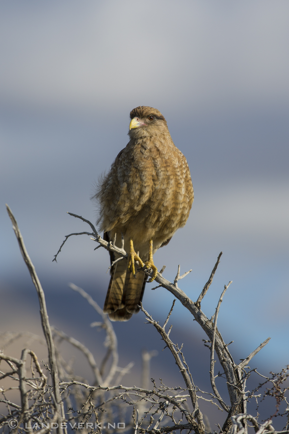 El Calafate, Argentina. 

(Canon EOS 5D Mark III / Canon EF 70-200mm f/2.8 L IS II USM / Canon 2x EF Extender III)